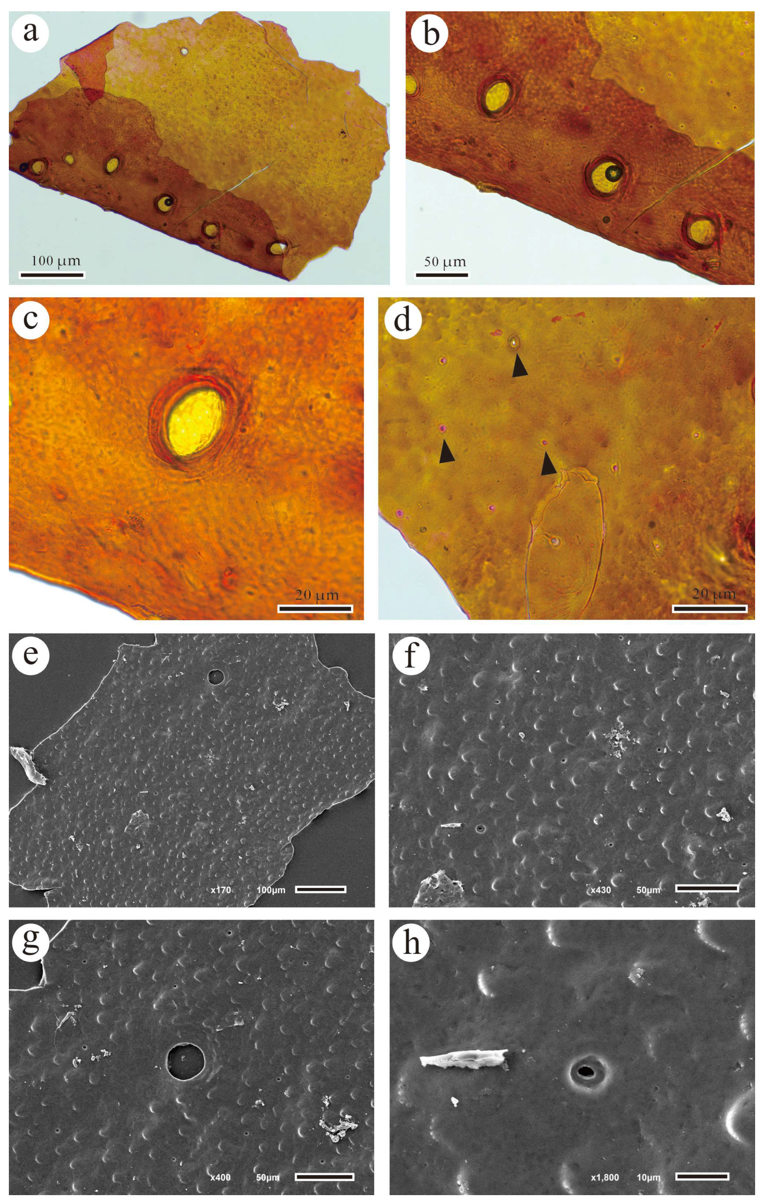 Biology 13 00347 g003