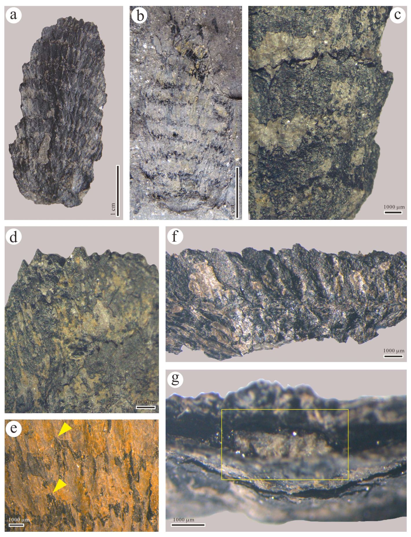 Biology 13 00347 g004