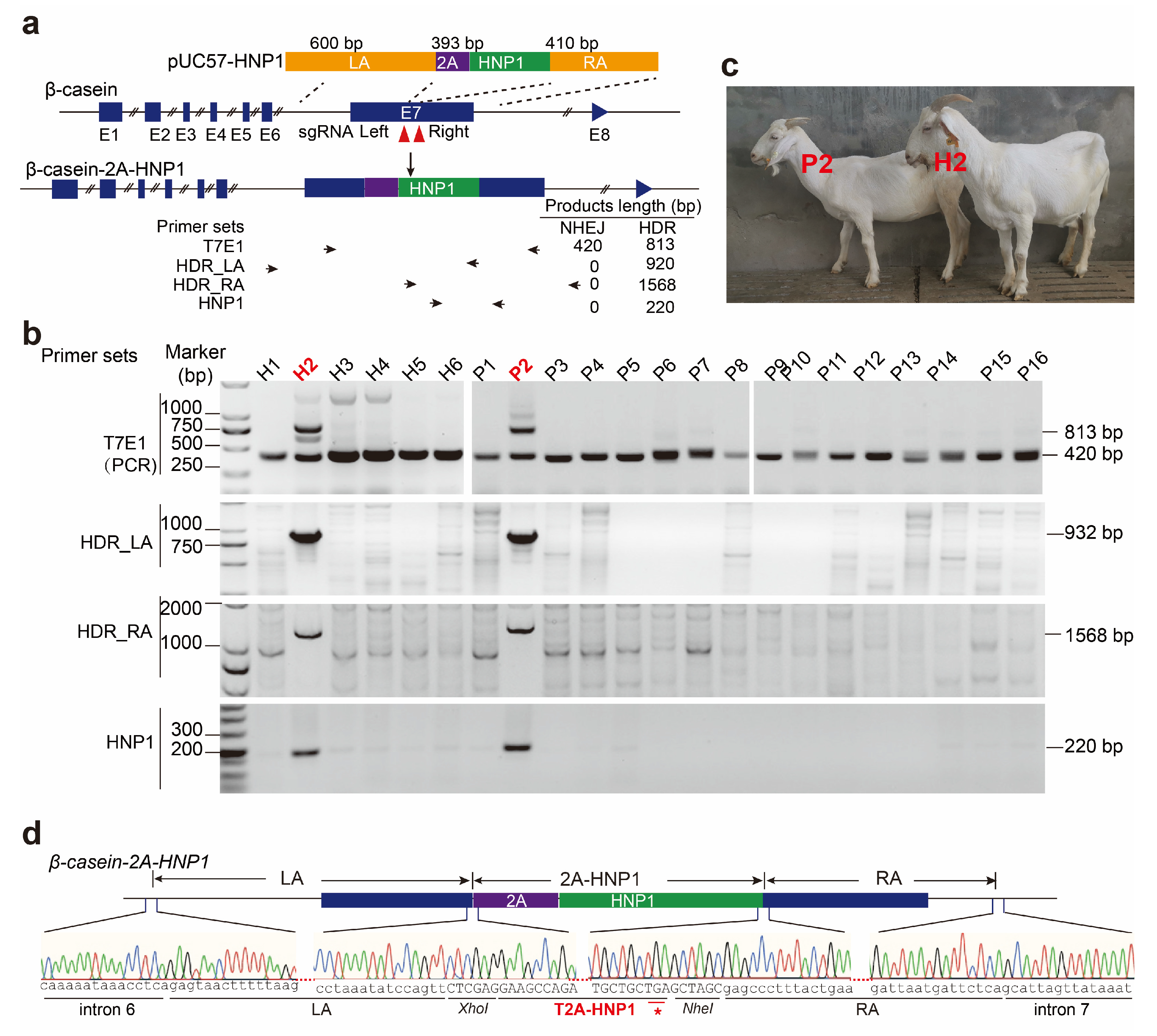 Biology 13 00367 g001