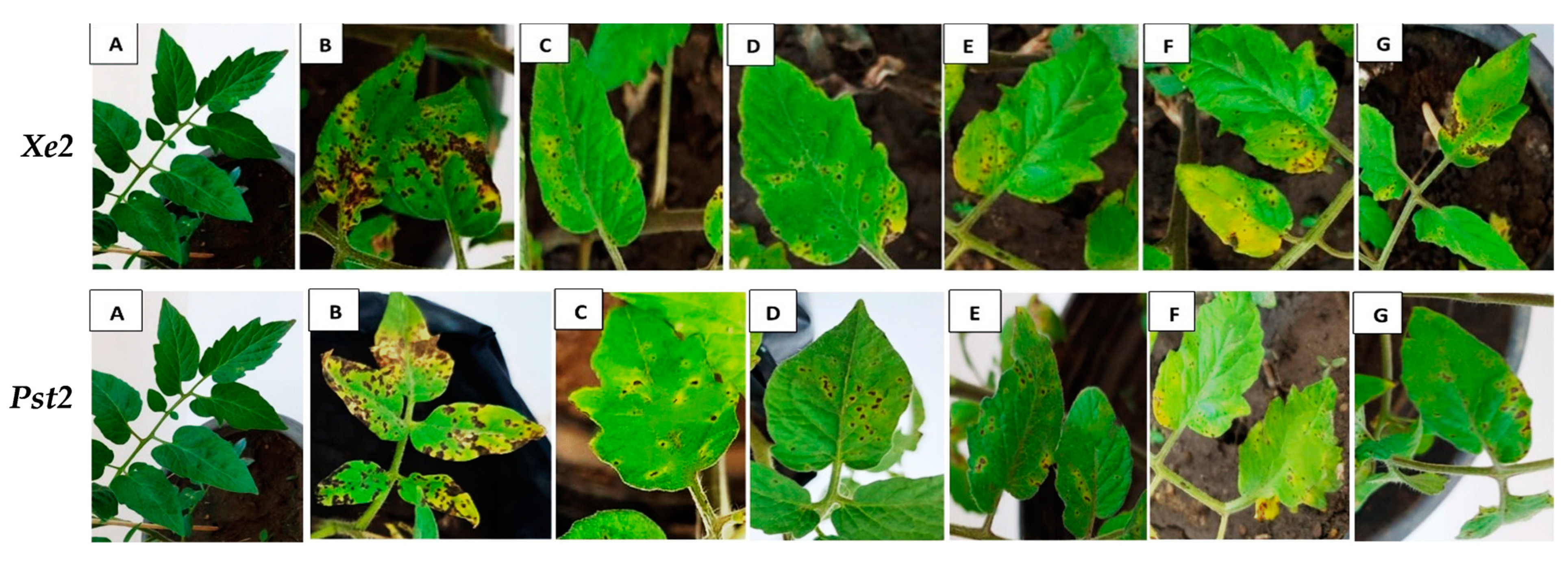 Biology 13 00369 g003 Biology 13 00369 g003