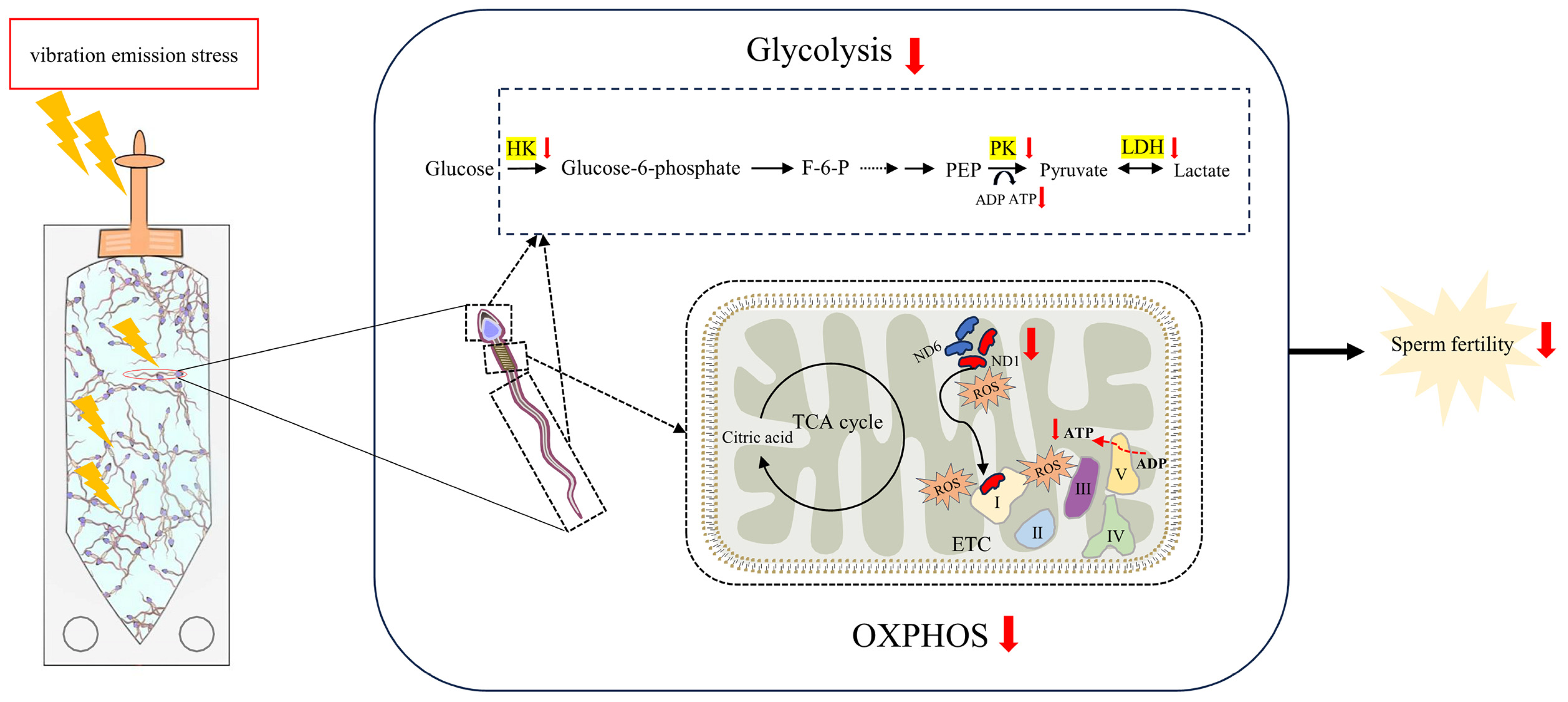 Biology 13 00370 g007 Biology 13 00370 g007