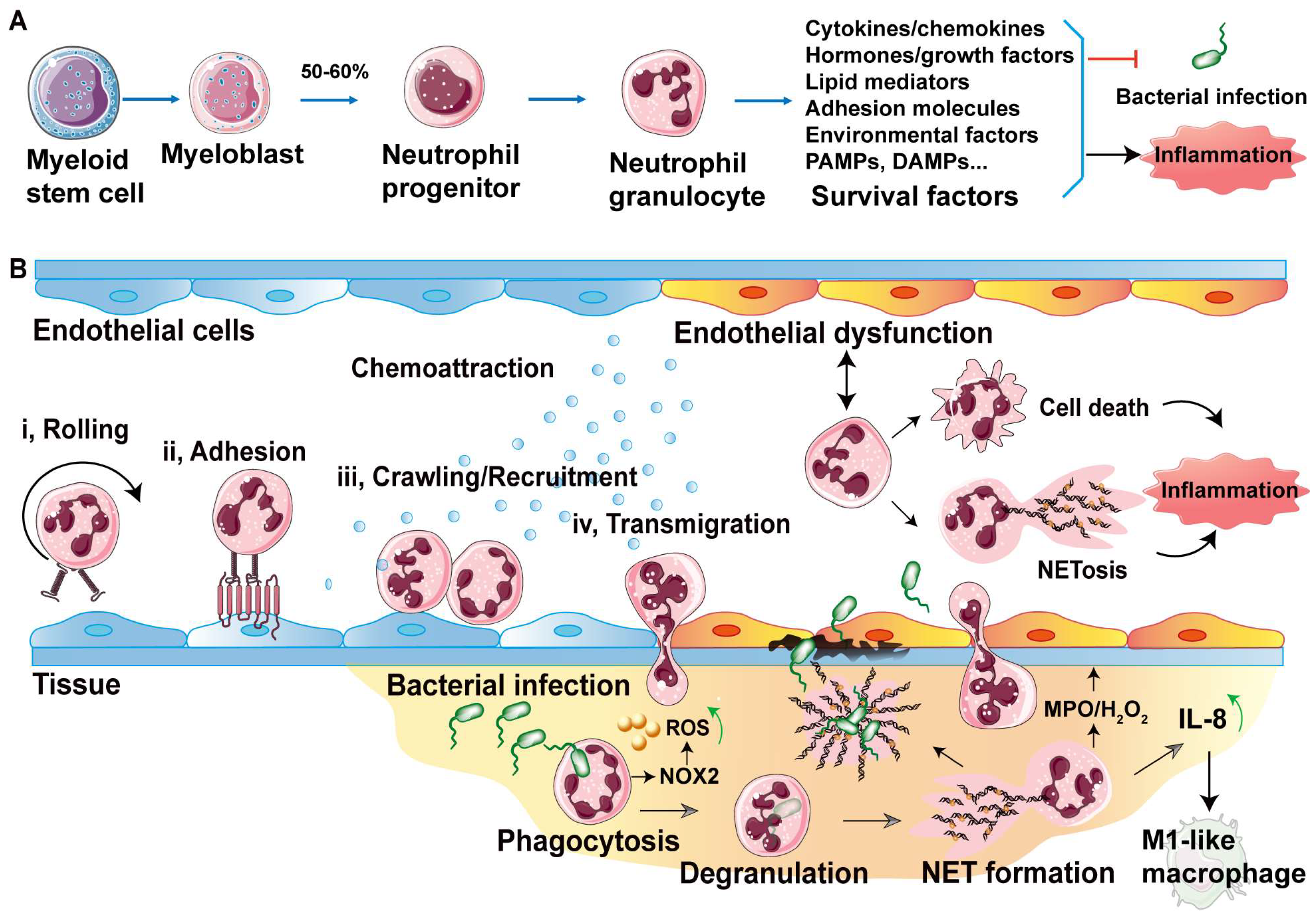 Biology 13 00374 g001
