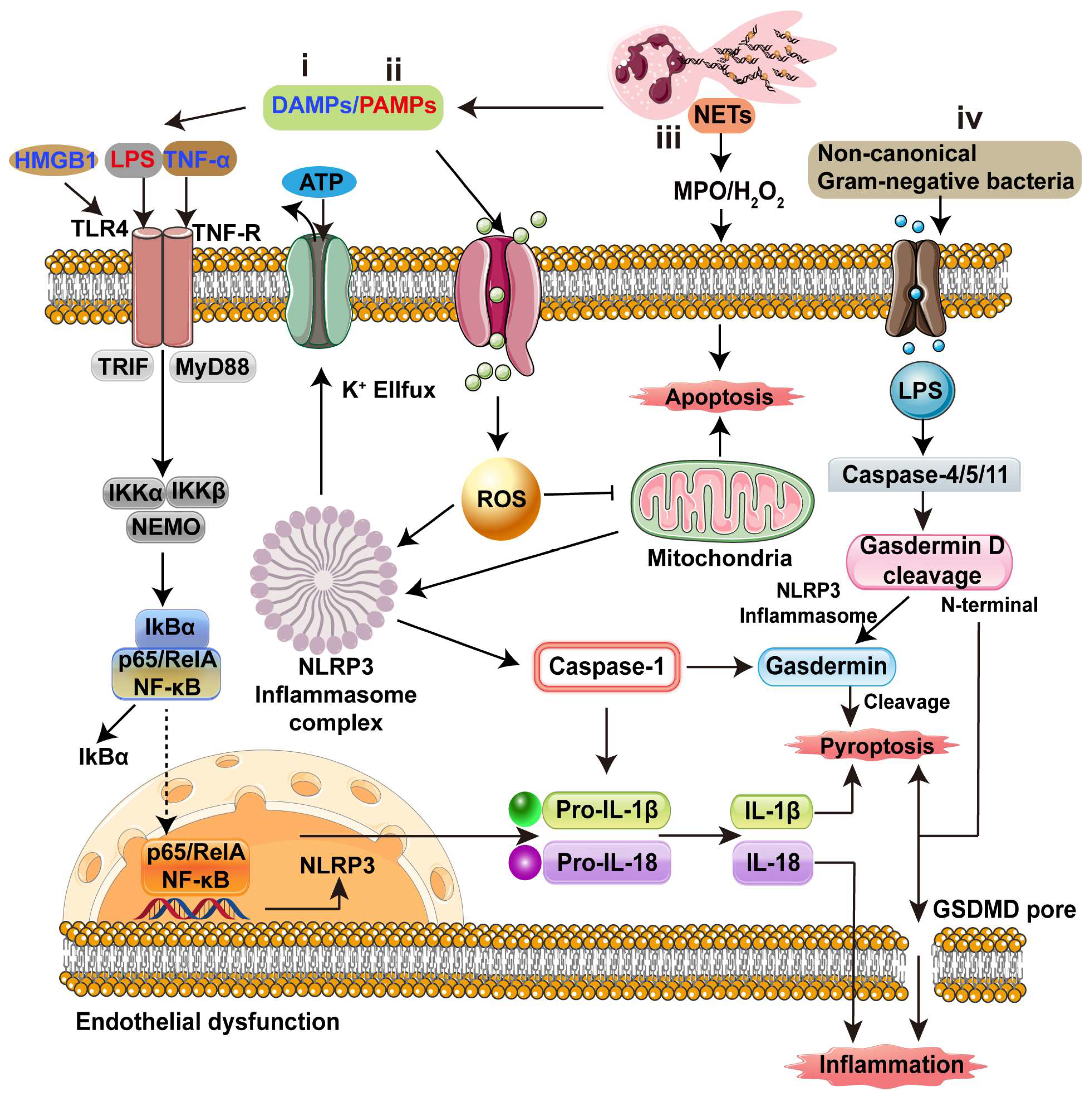 Biology 13 00374 g003