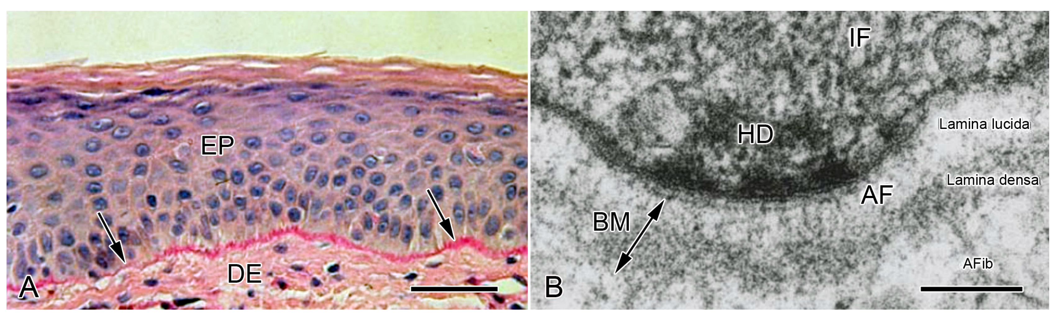 Biology 13 00375 g003 Biology 13 00375 g003