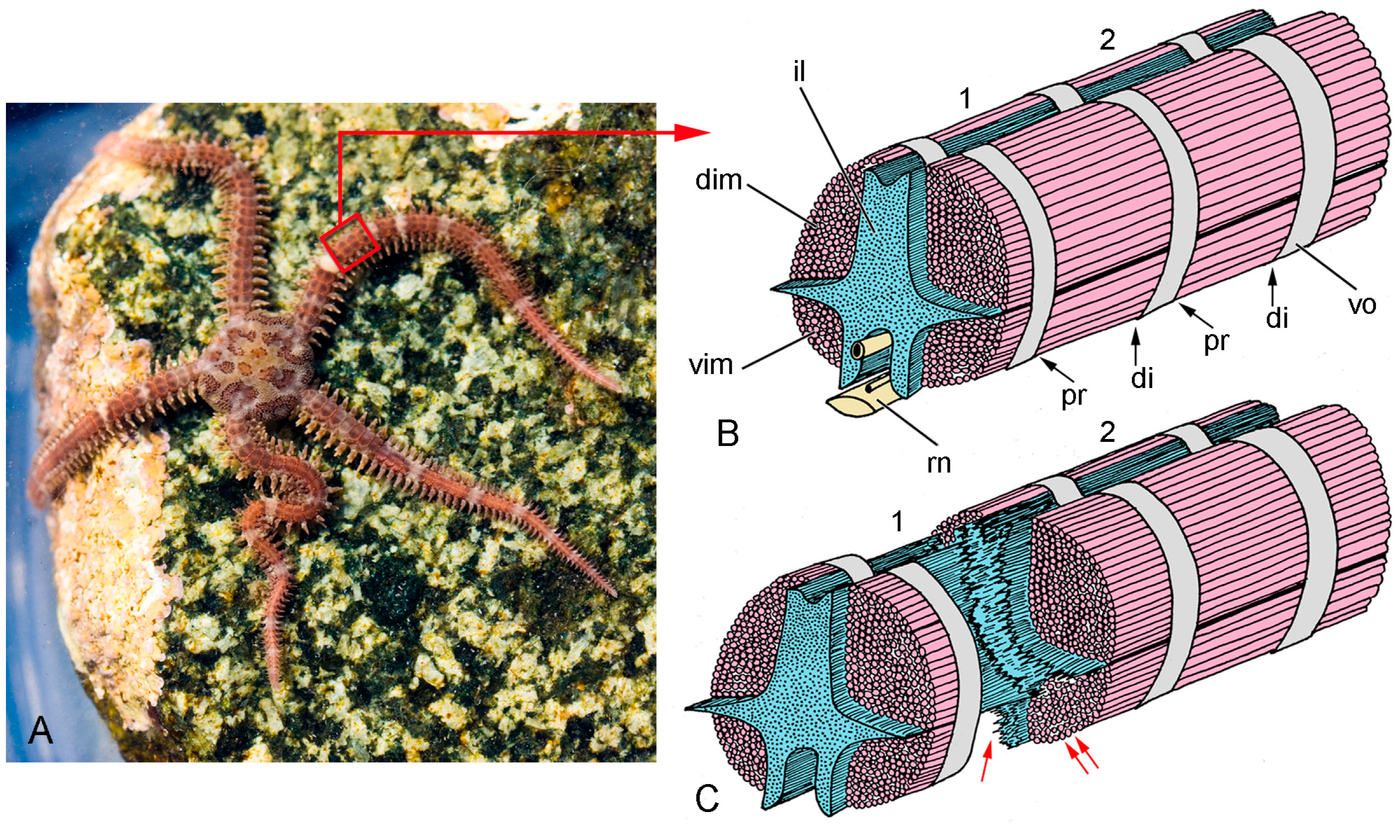 Biology 13 00375 g004 Biology 13 00375 g004