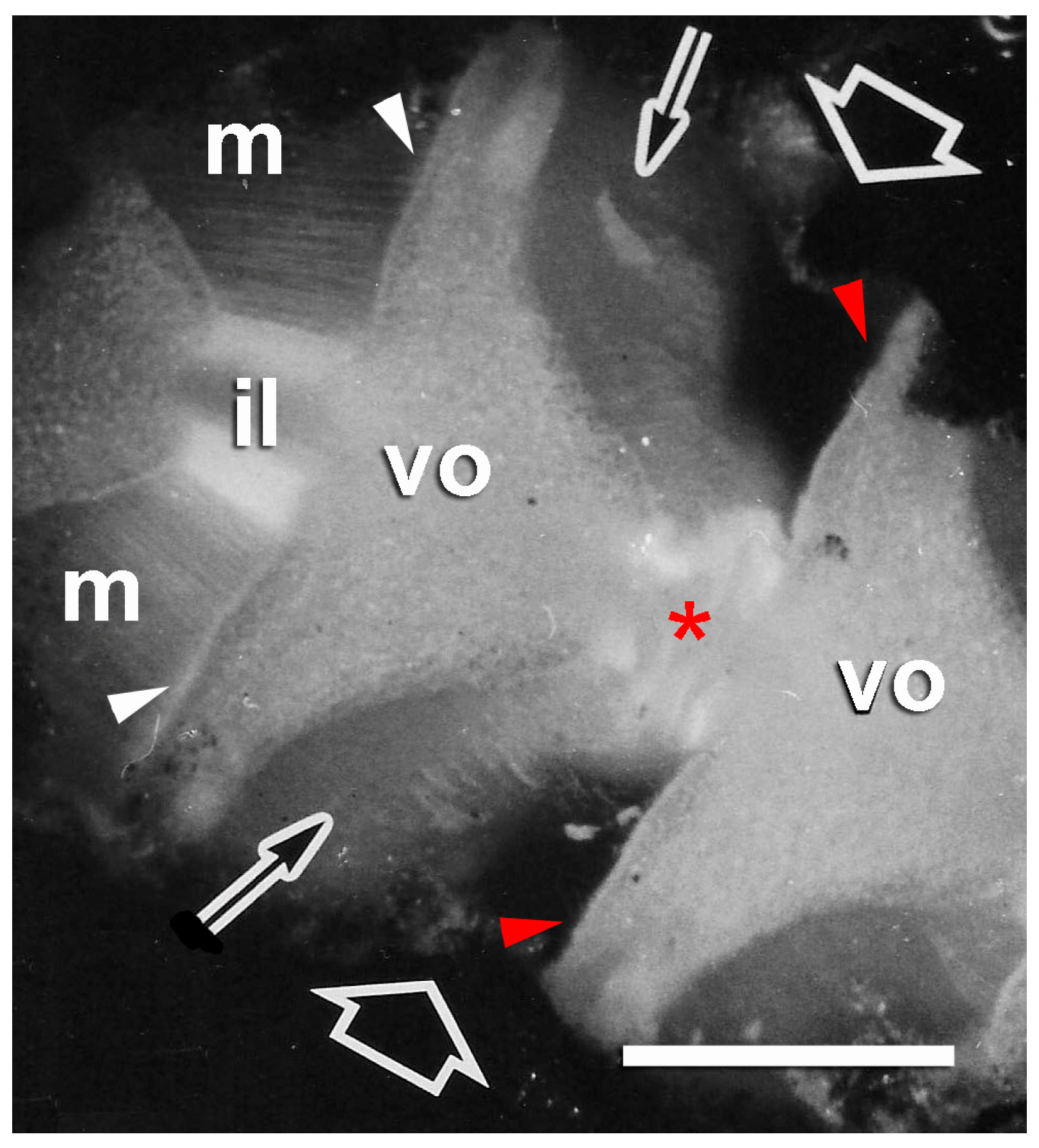 Biology 13 00375 g005 Biology 13 00375 g005
