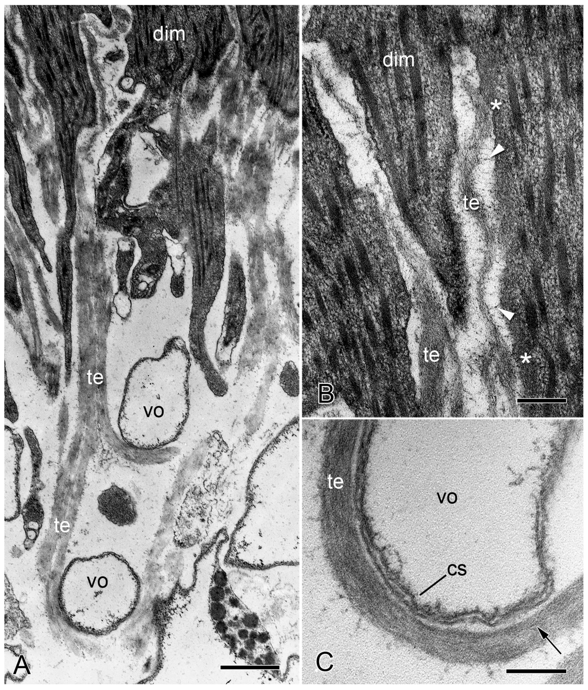 Biology 13 00375 g007 Biology 13 00375 g007