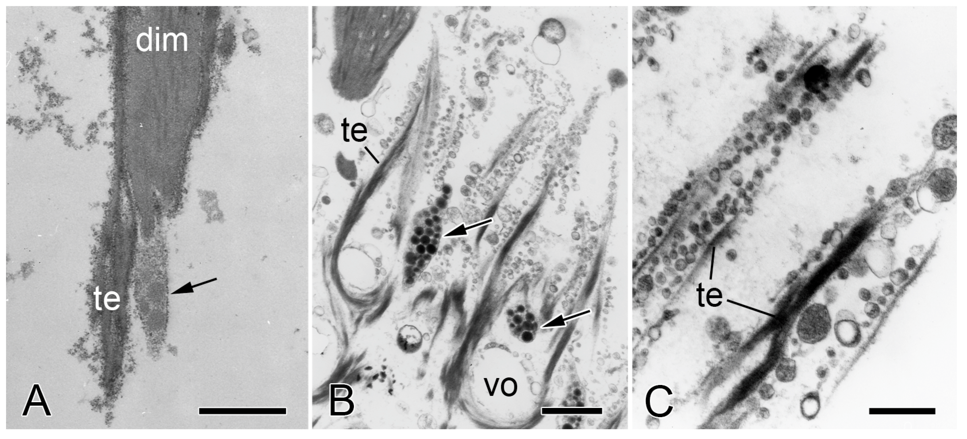 Biology 13 00375 g009 Biology 13 00375 g009