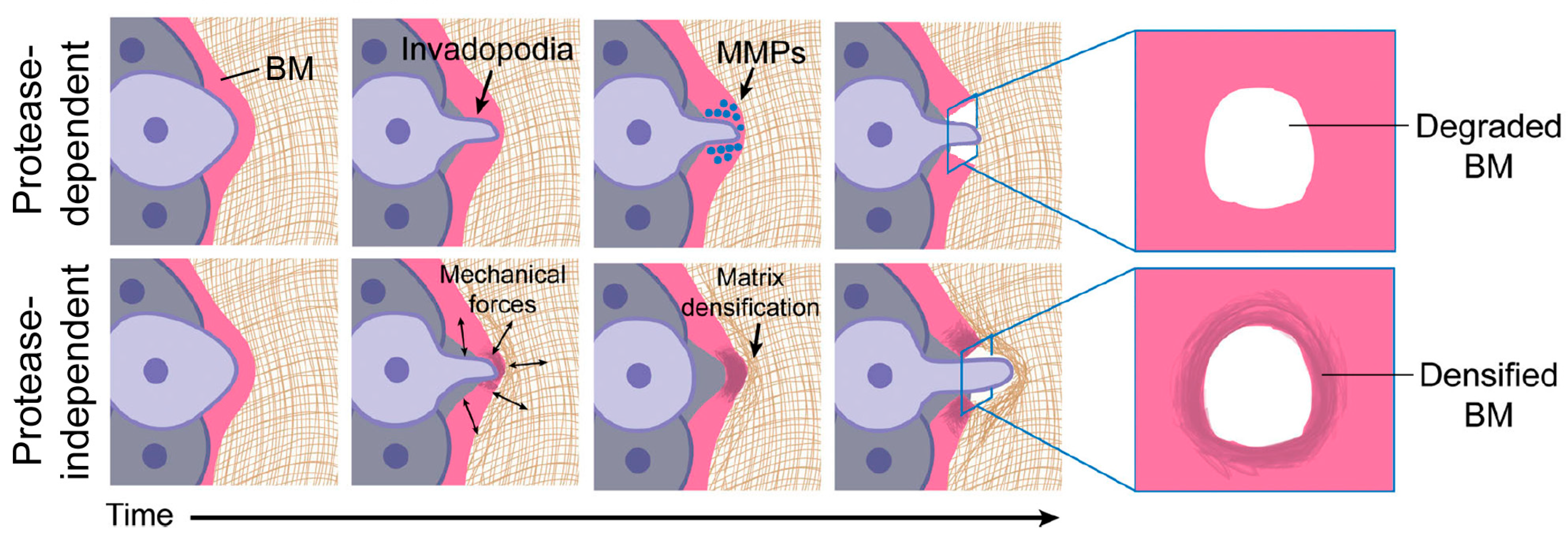 Biology 13 00375 g010 Biology 13 00375 g010