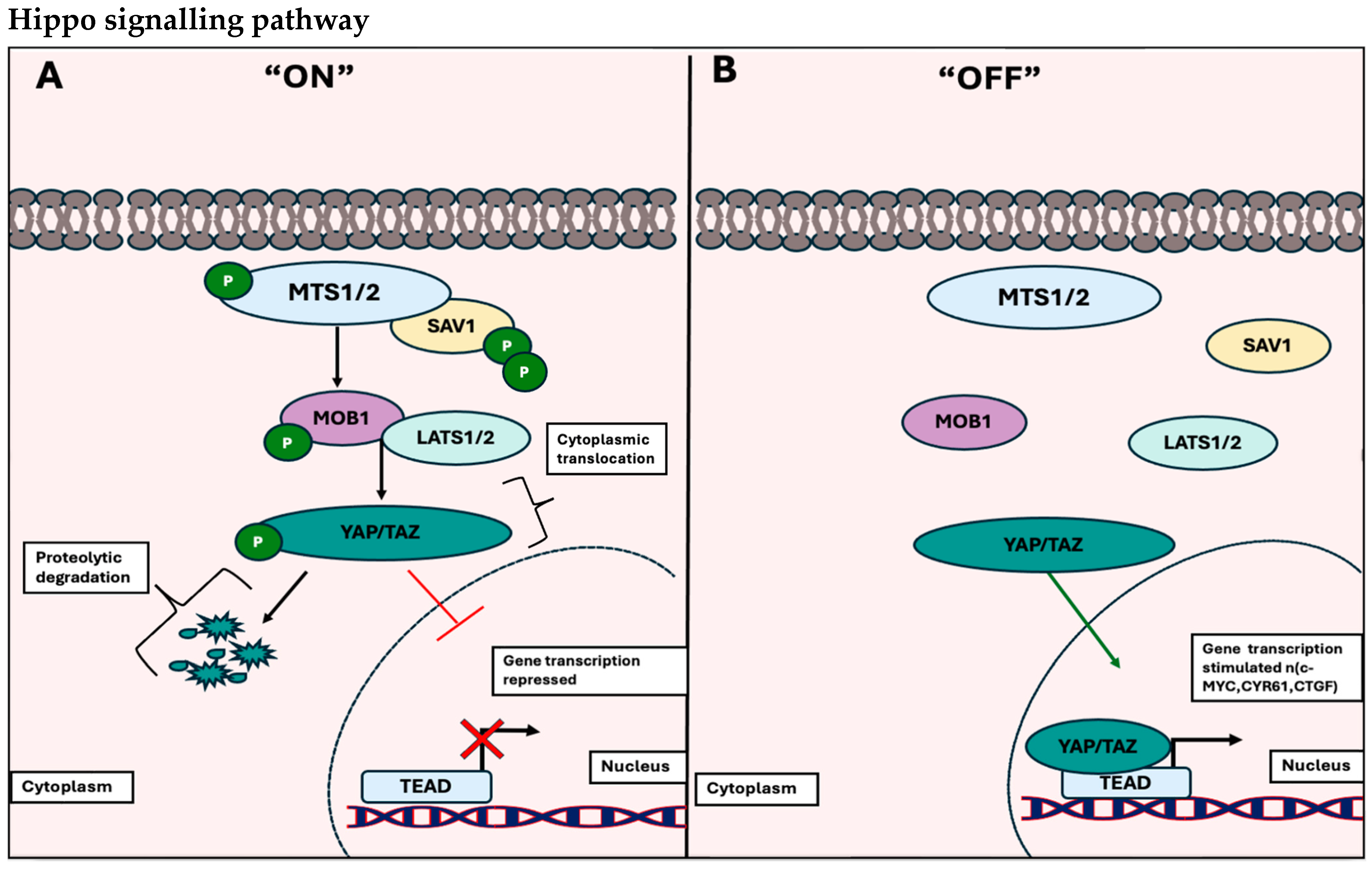 Biology 13 00386 g003