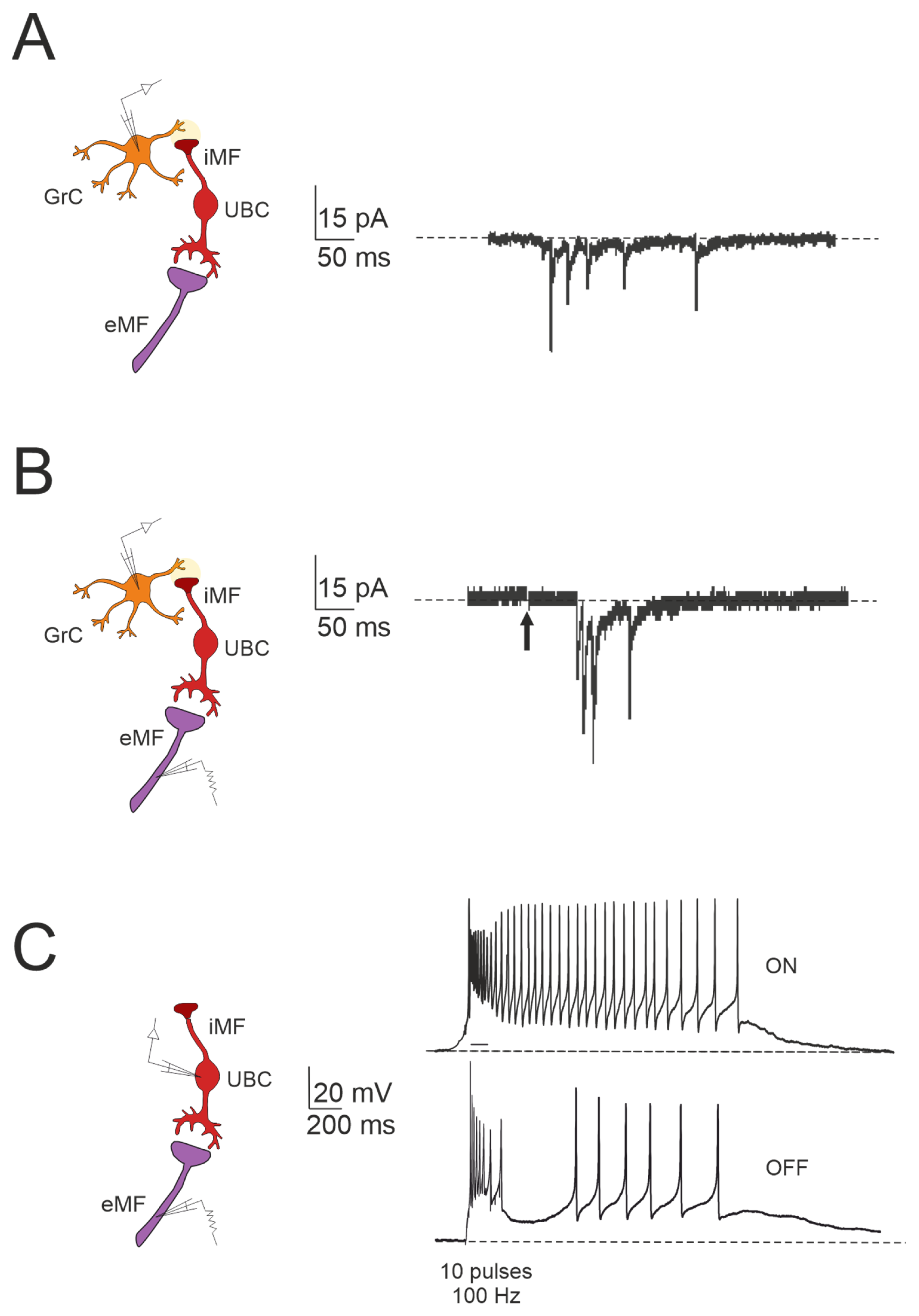 Biology 13 00403 g003