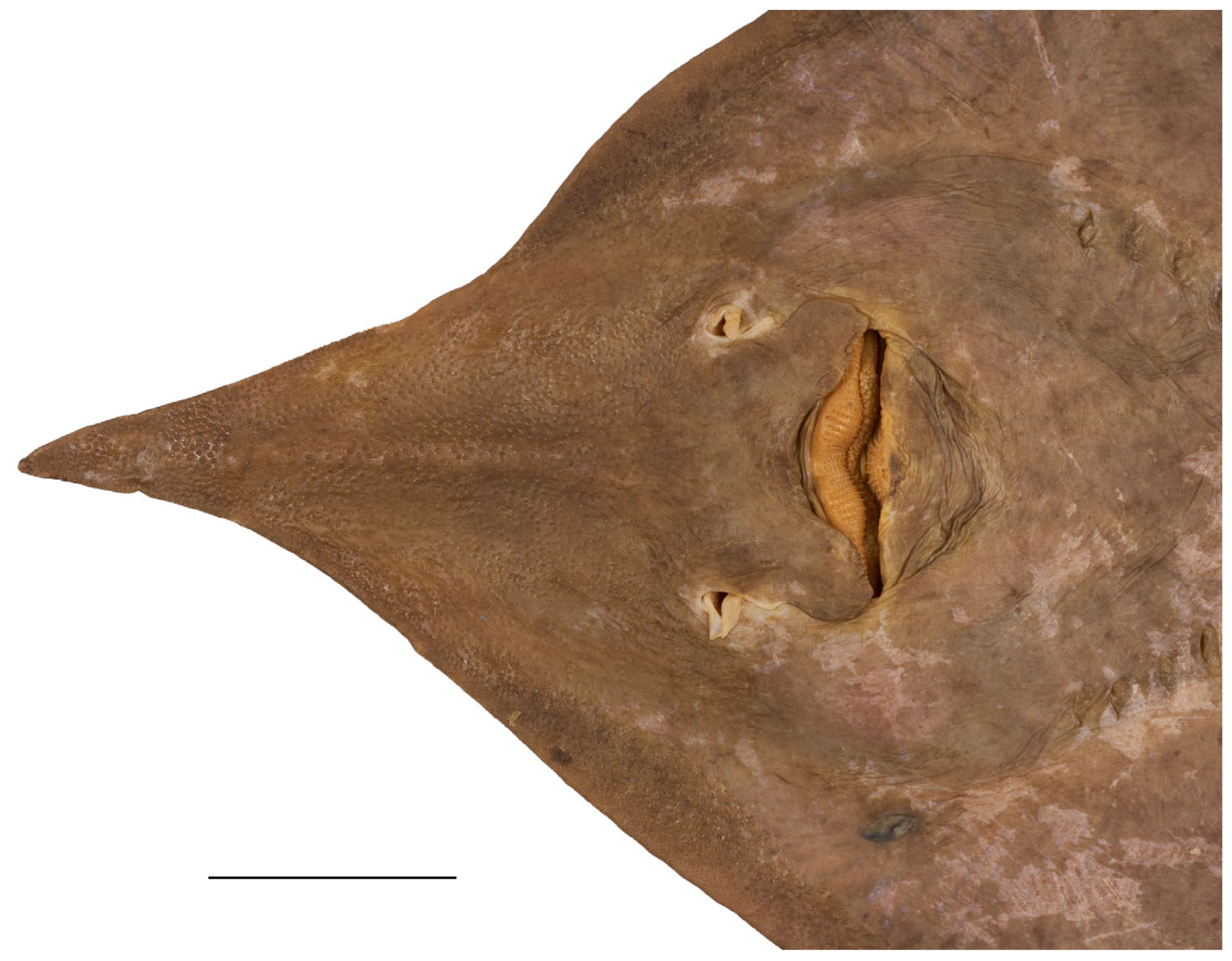 Biology 13 00405 g011