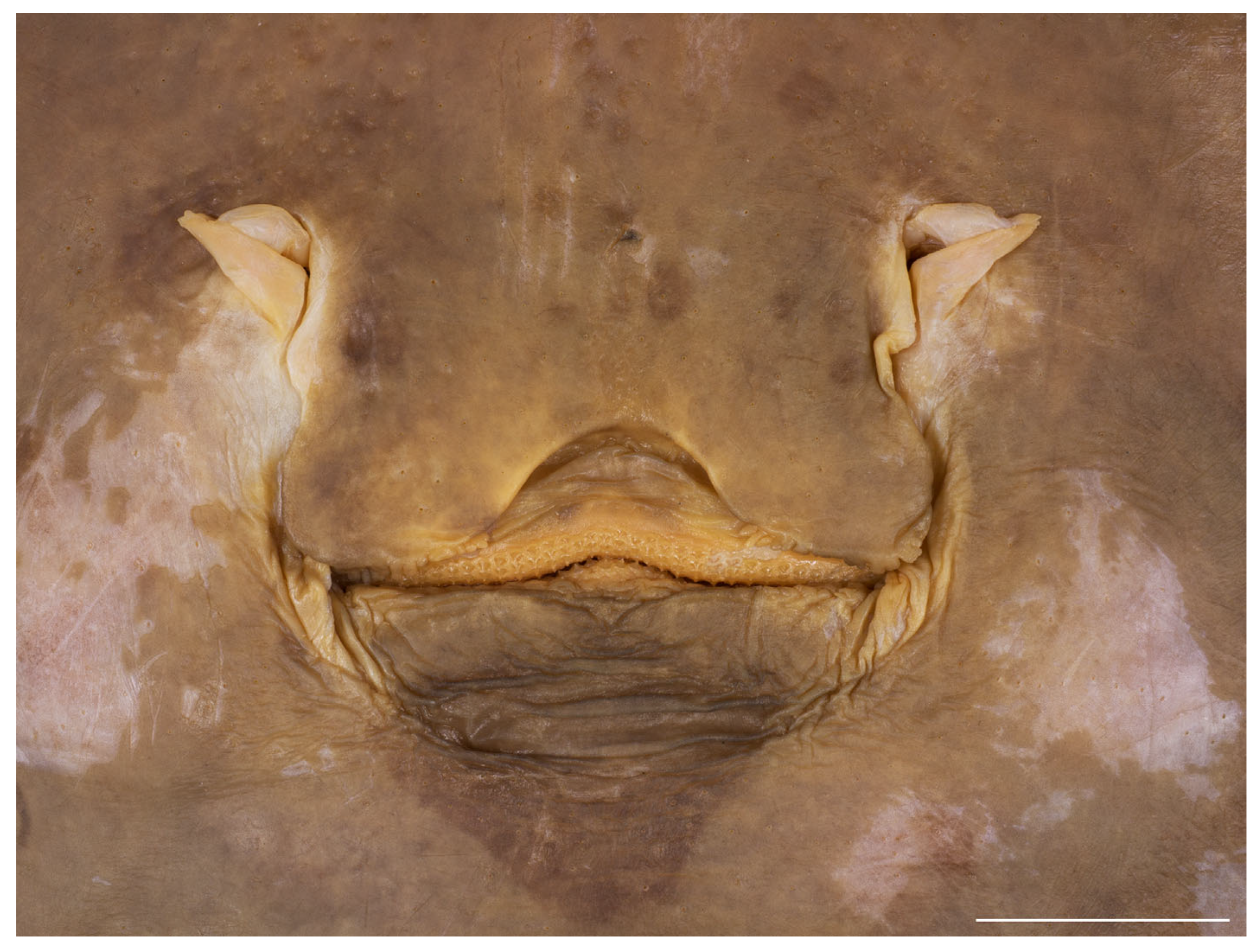 Biology 13 00405 g014