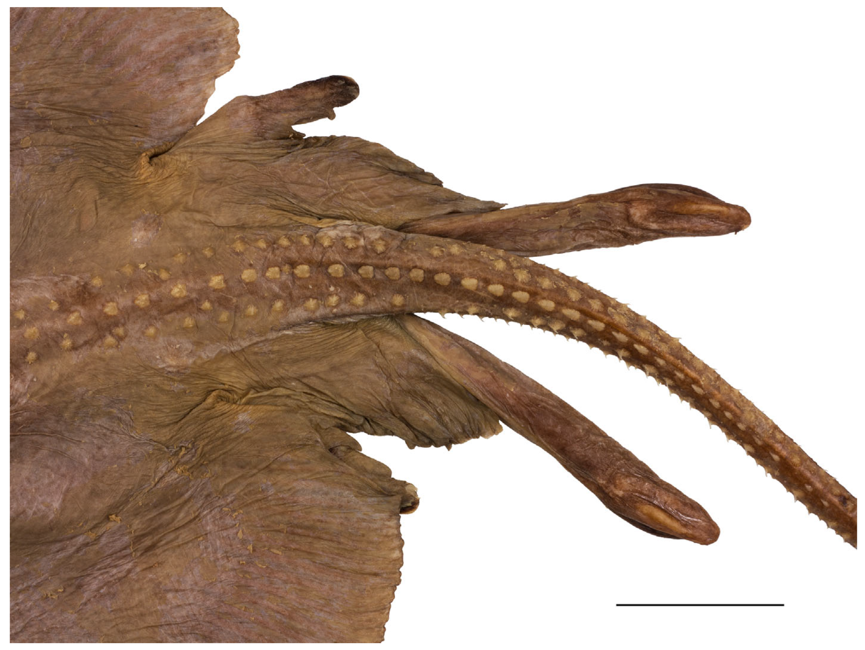 Biology 13 00405 g015