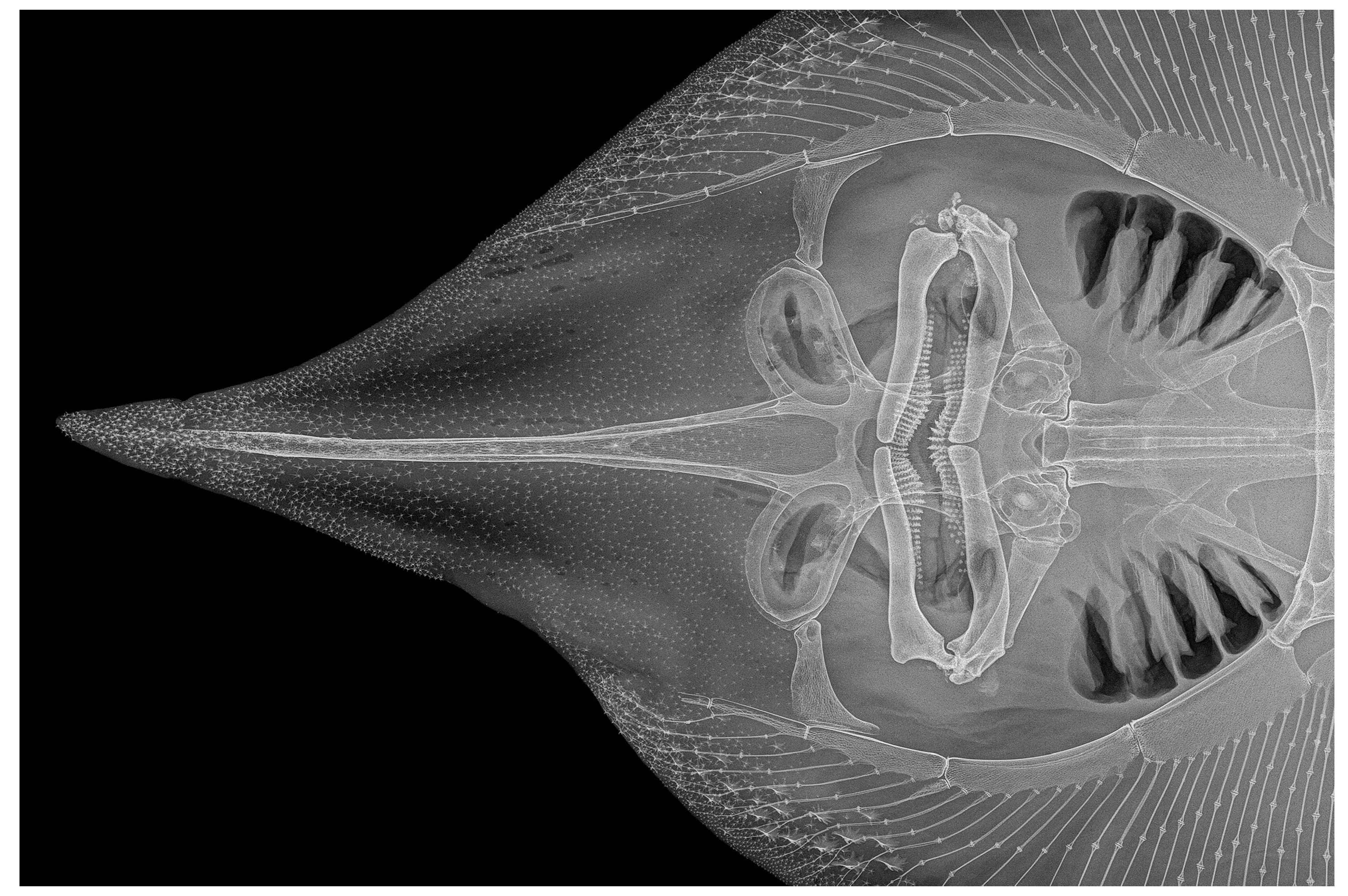 Biology 13 00405 g027