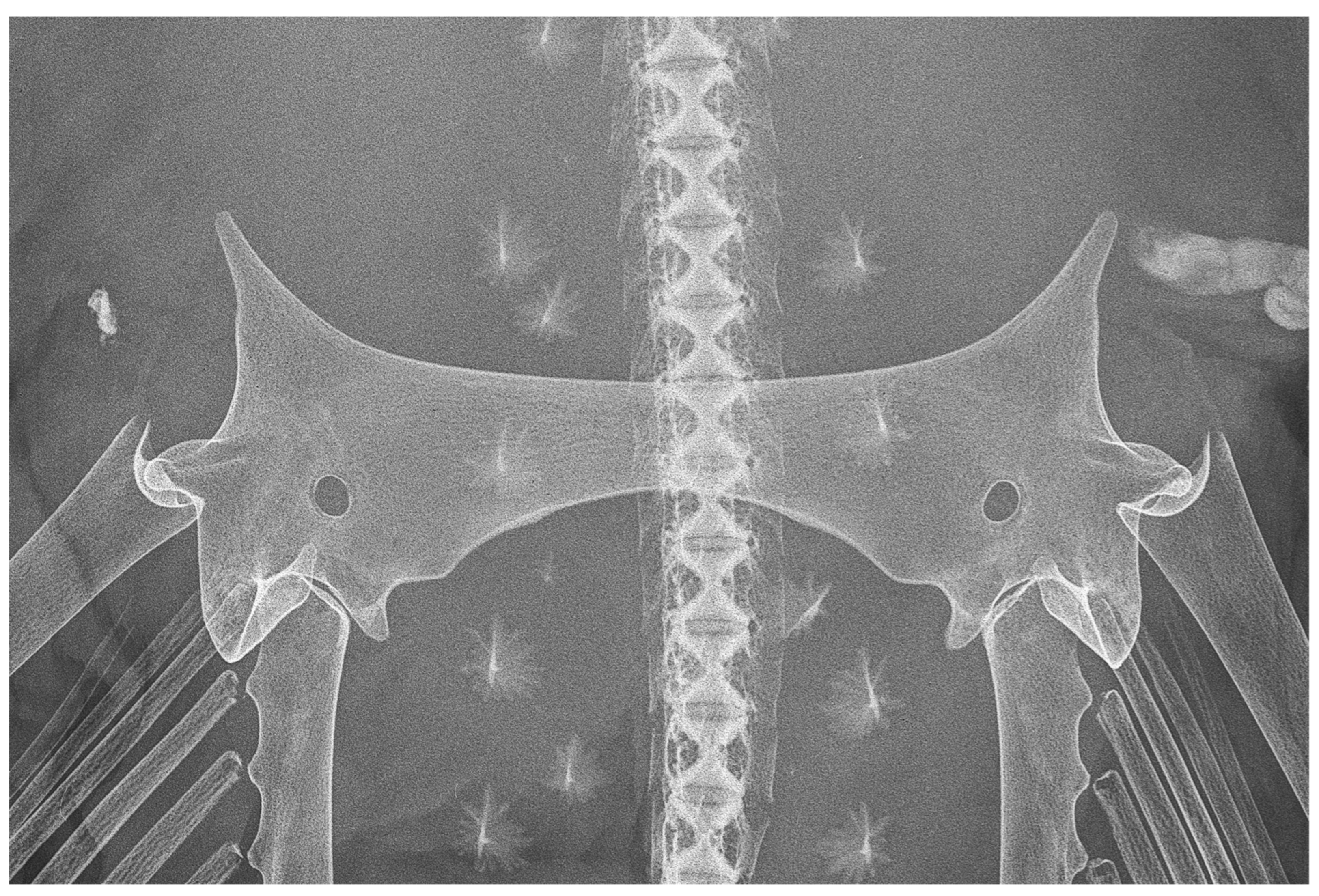 Biology 13 00405 g031