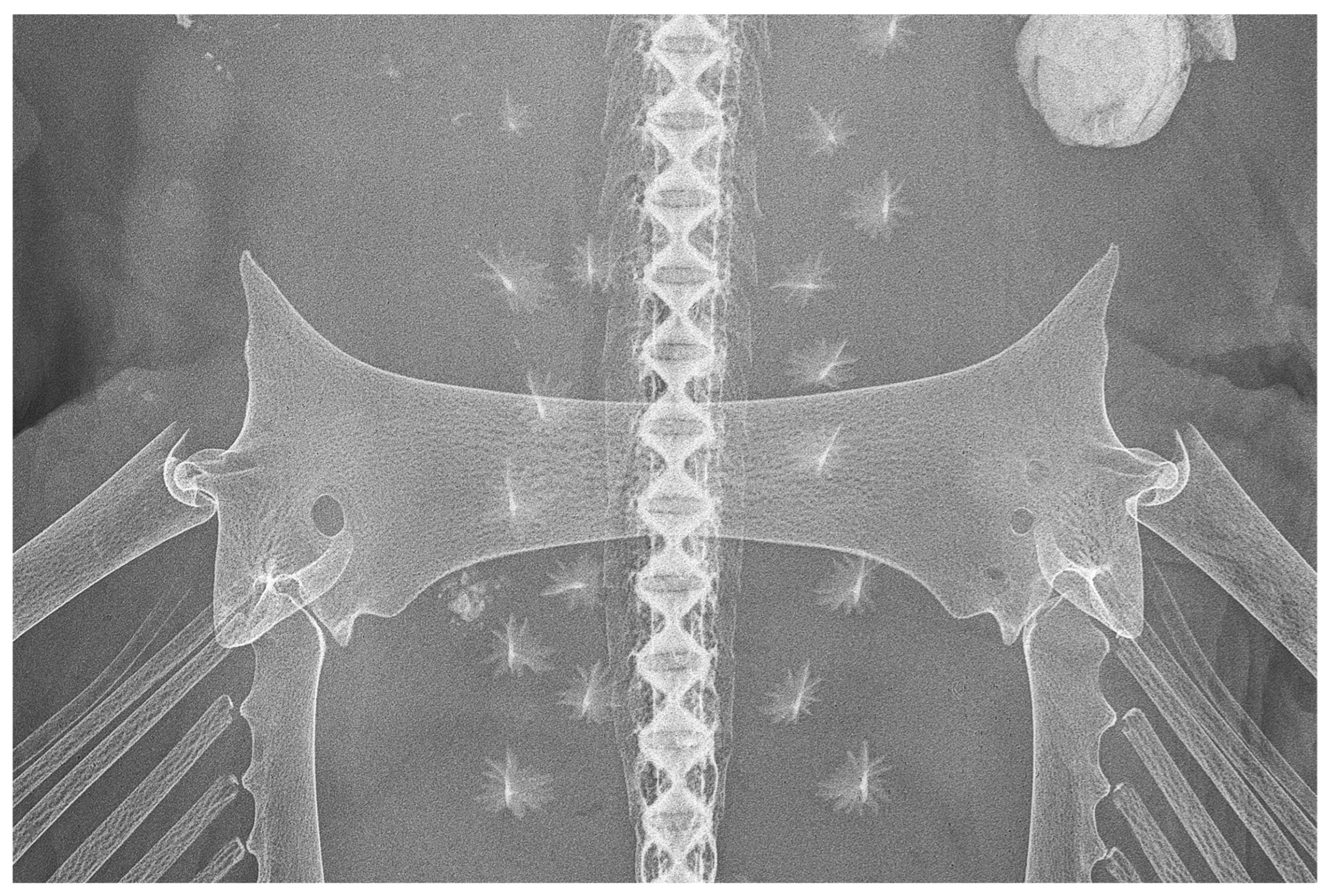 Biology 13 00405 g032