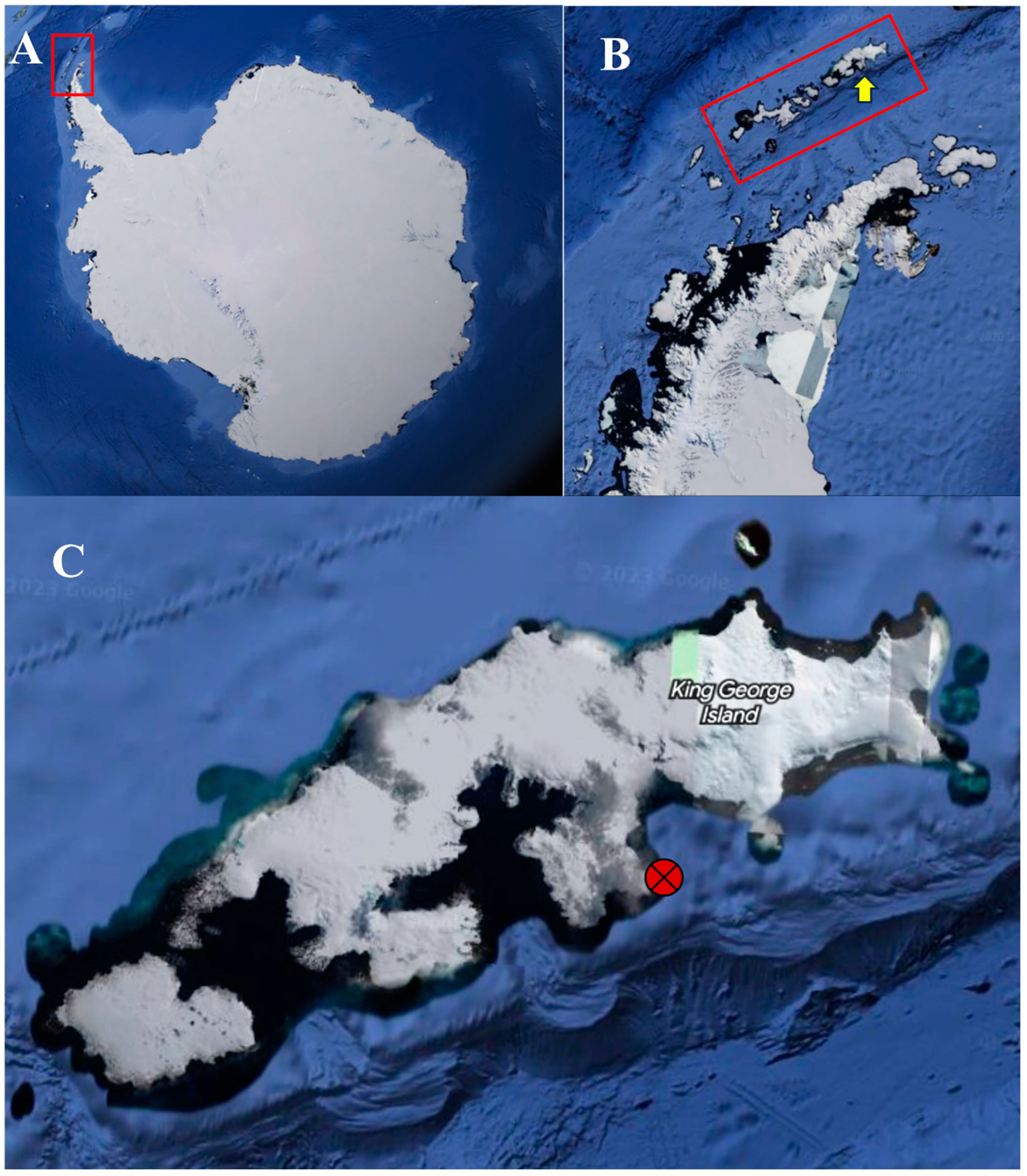 Endolithic Fungal Diversity in Antarctic Oligocene Rock Samples 