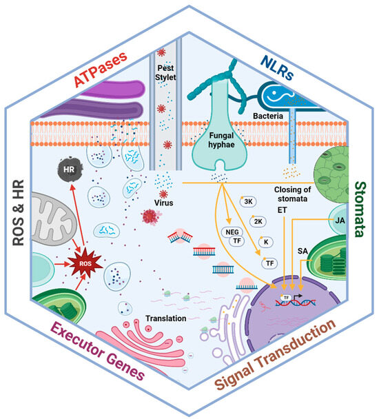 Bidirectional Interplay Among Non-Coding RNAs, the