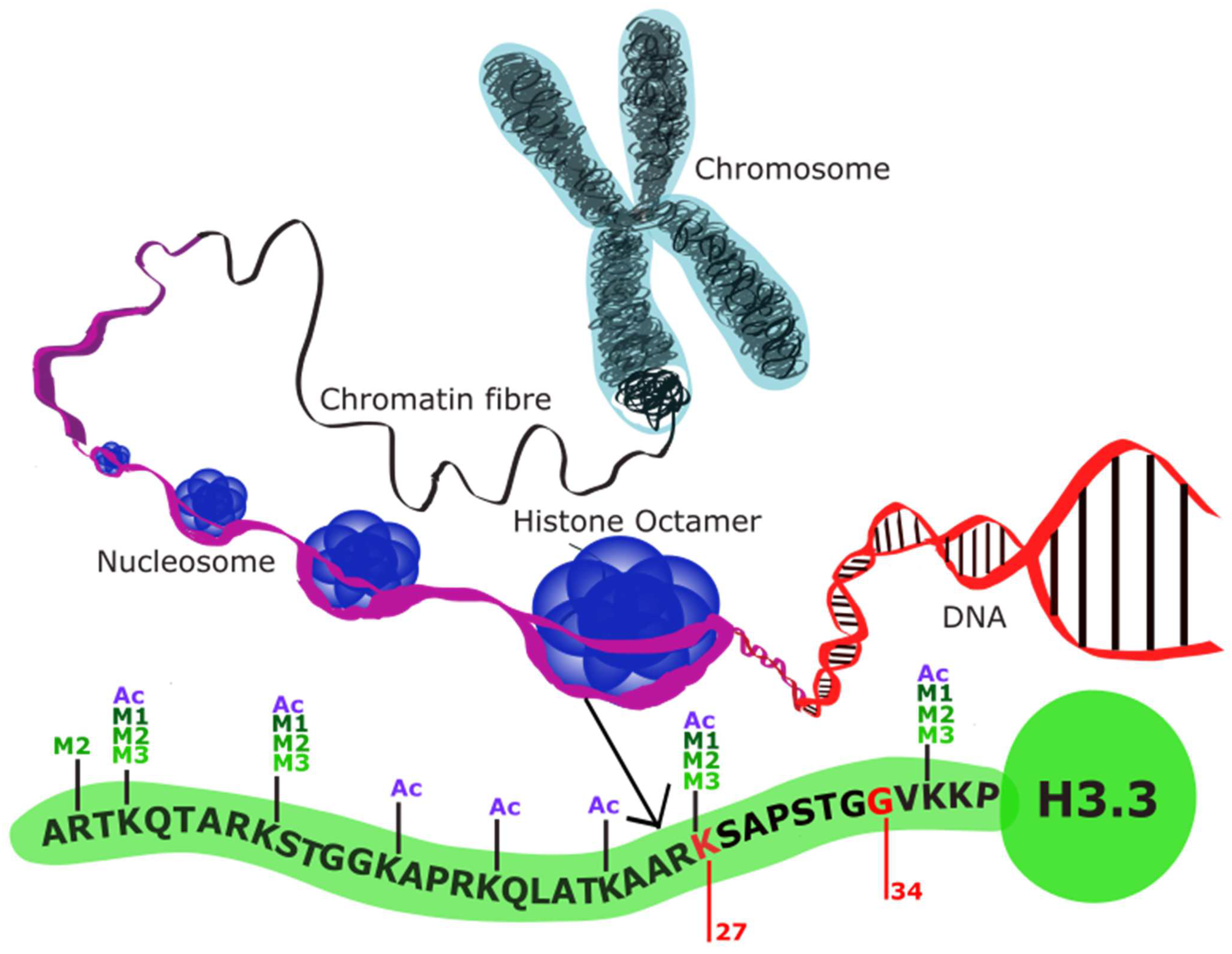 Biology 13 00424 g002 Biology 13 00424 g002