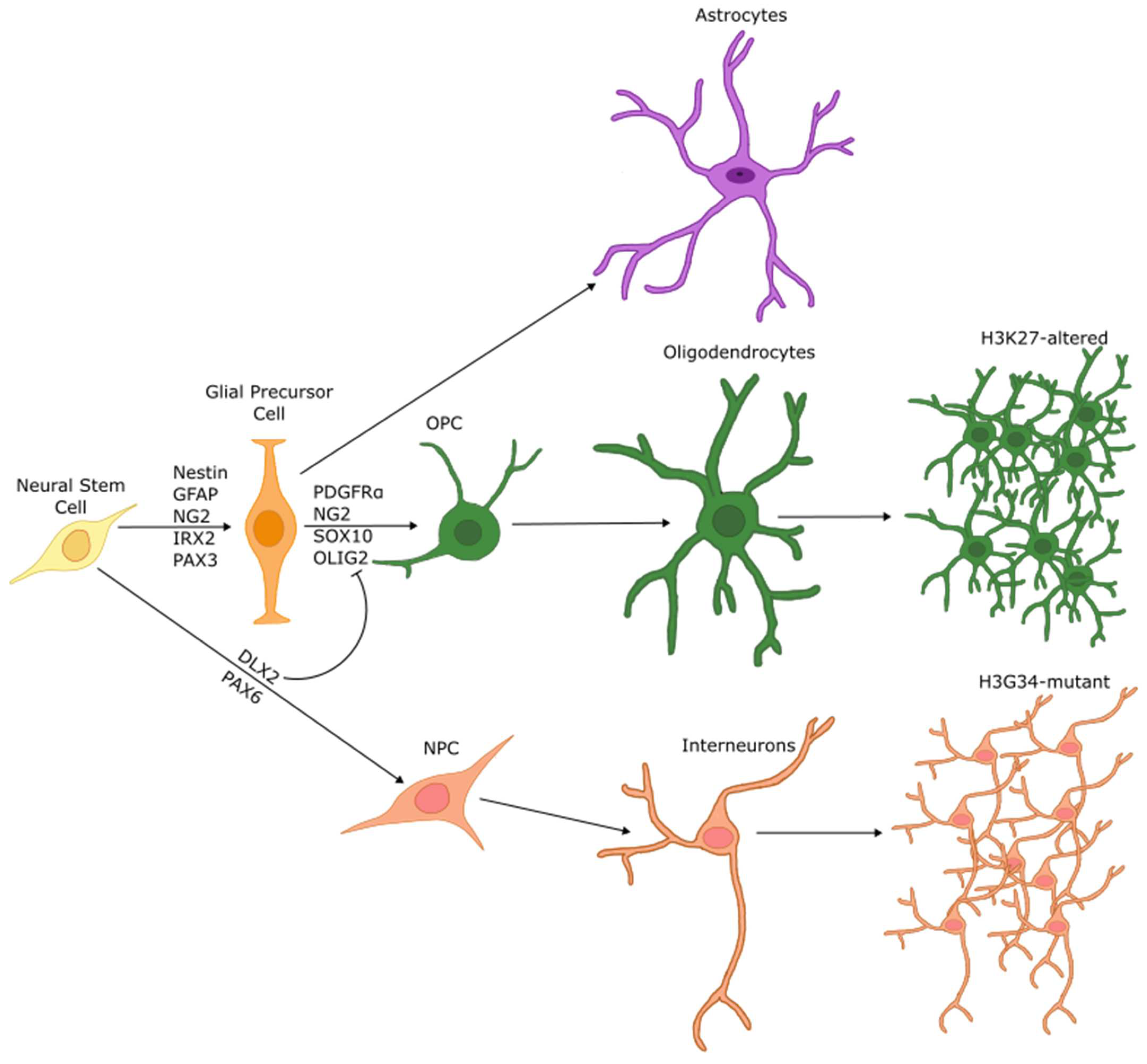 Biology 13 00424 g003 Biology 13 00424 g003