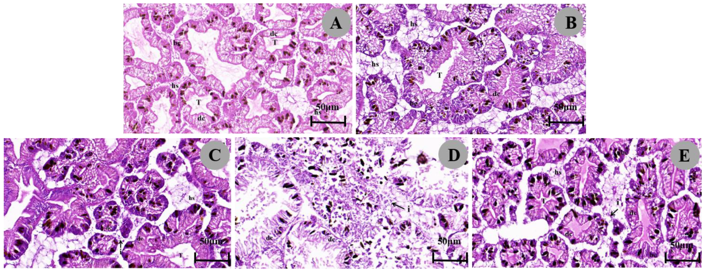 Biology 13 00428 g002 Biology 13 00428 g002