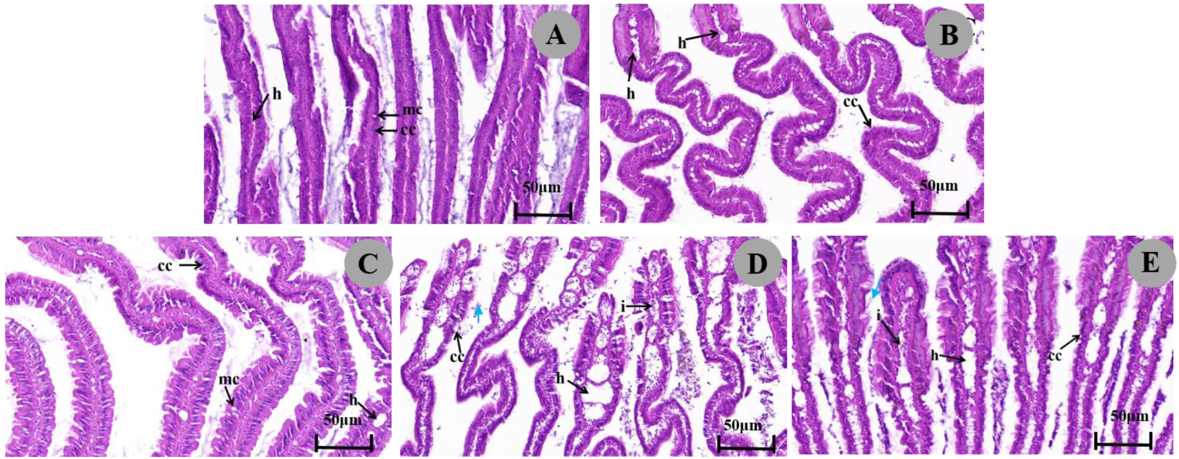 Biology 13 00428 g003 Biology 13 00428 g003