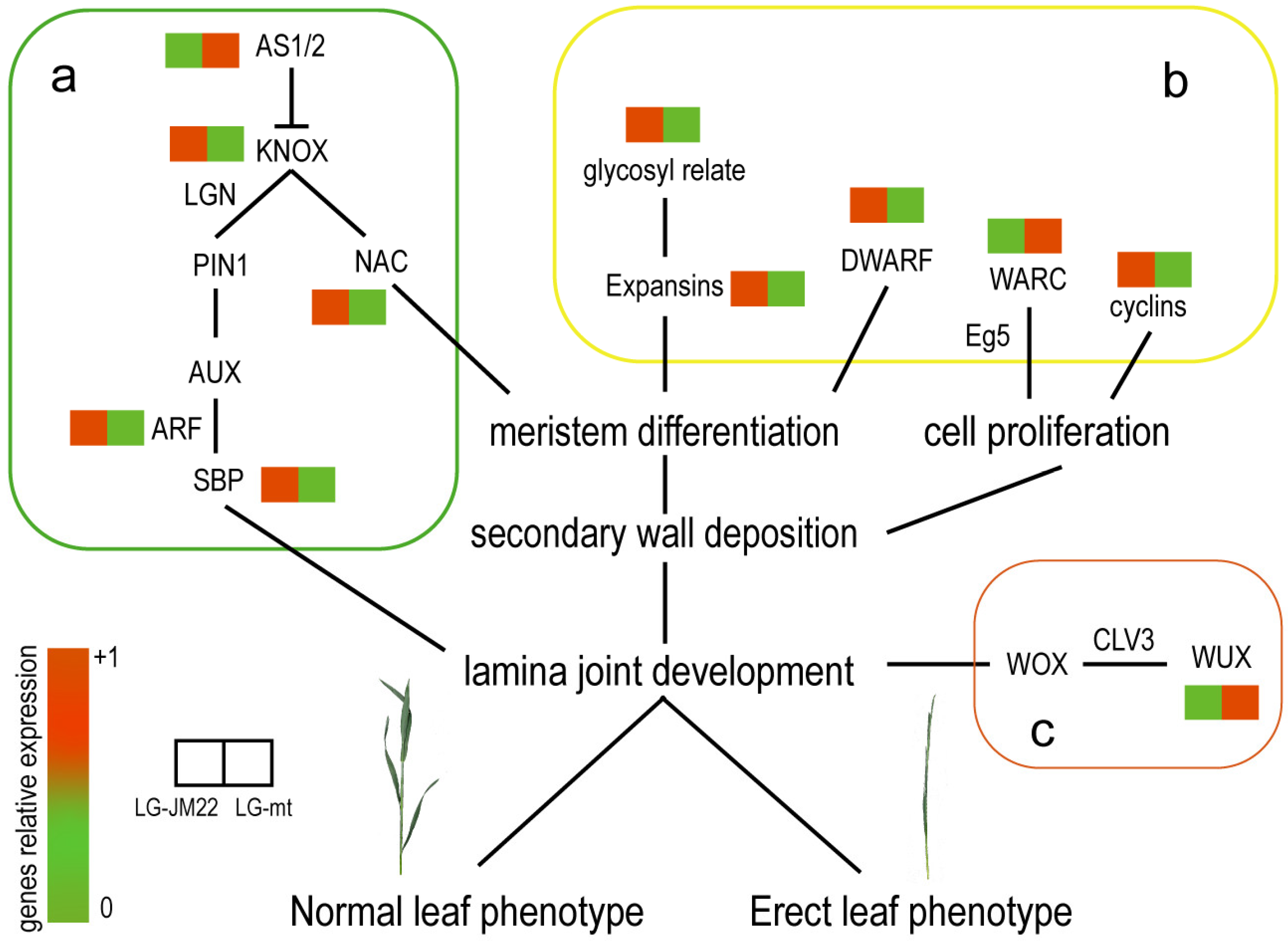 Biology 13 00430 g007