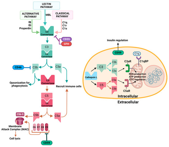 Double-Edged Sword: Exploring the Mitochondria–Complement