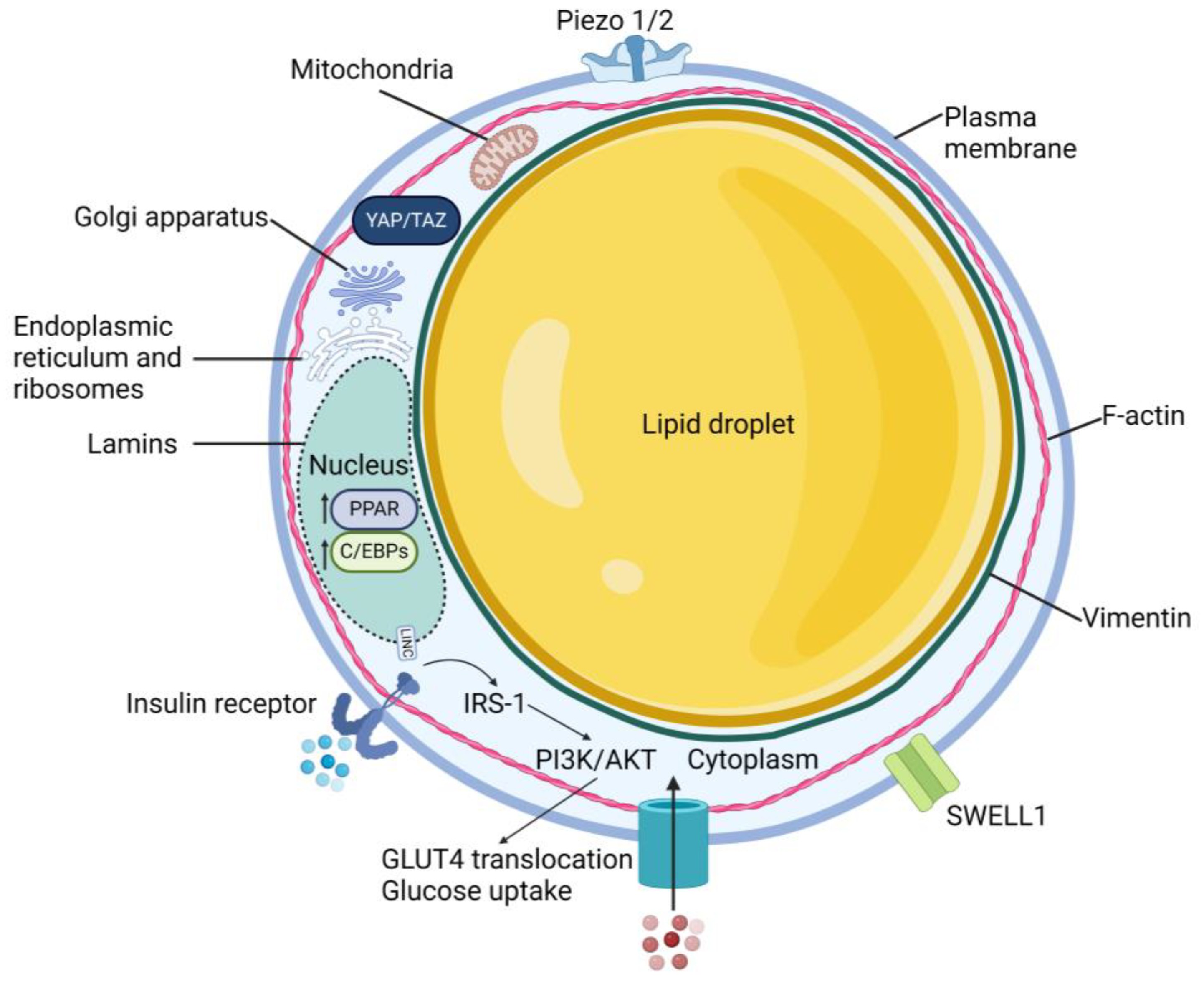 Biology 13 00434 g001