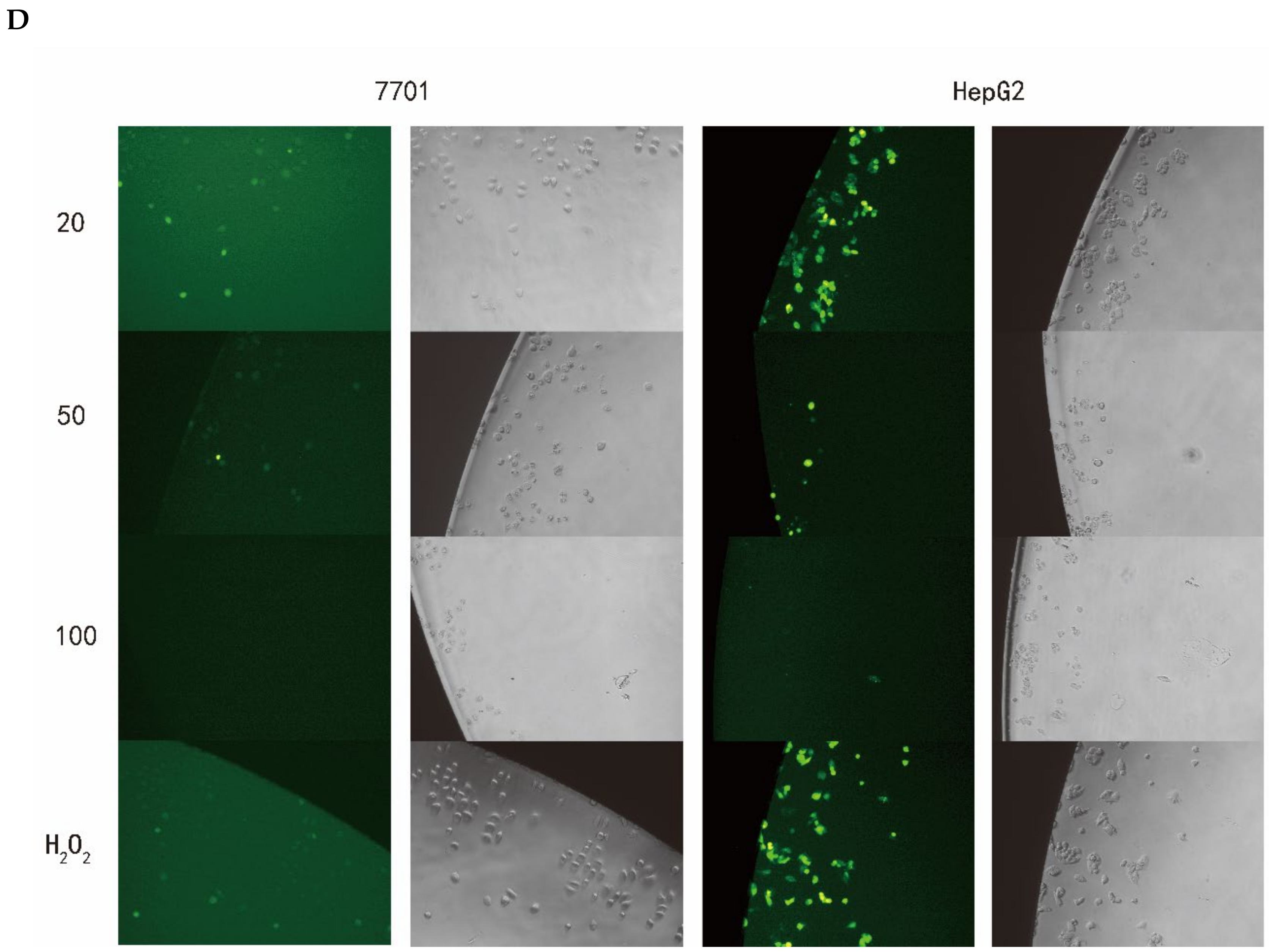 Biology 13 00438 g005b