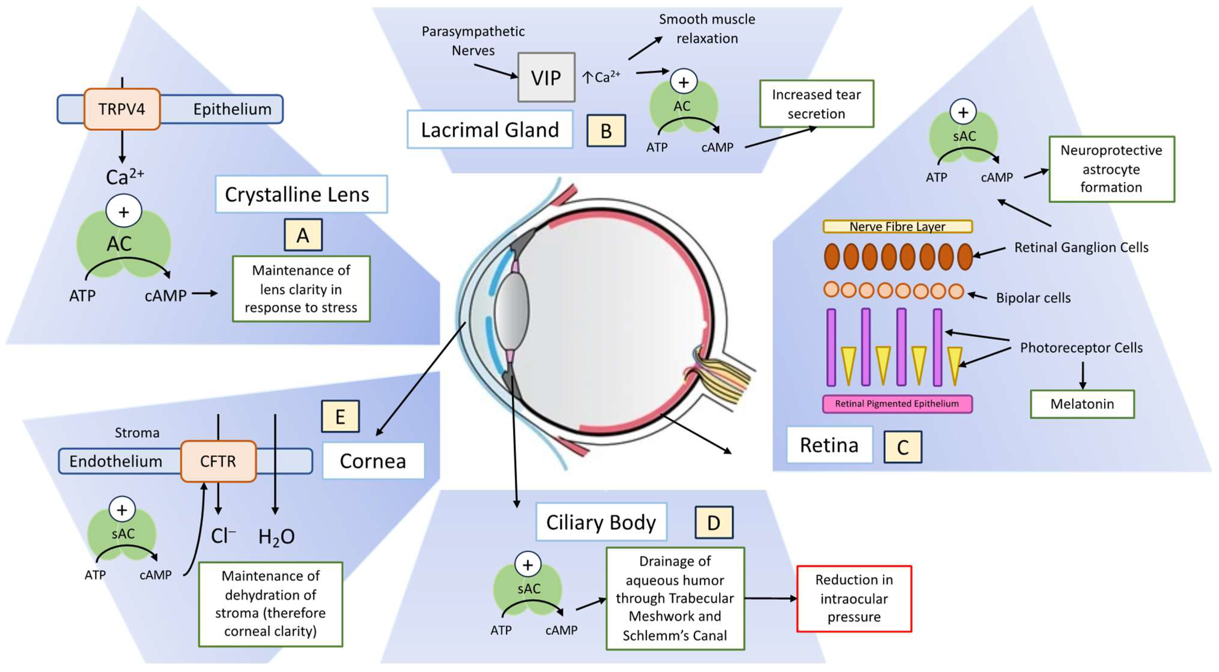 Biology 13 00445 g001