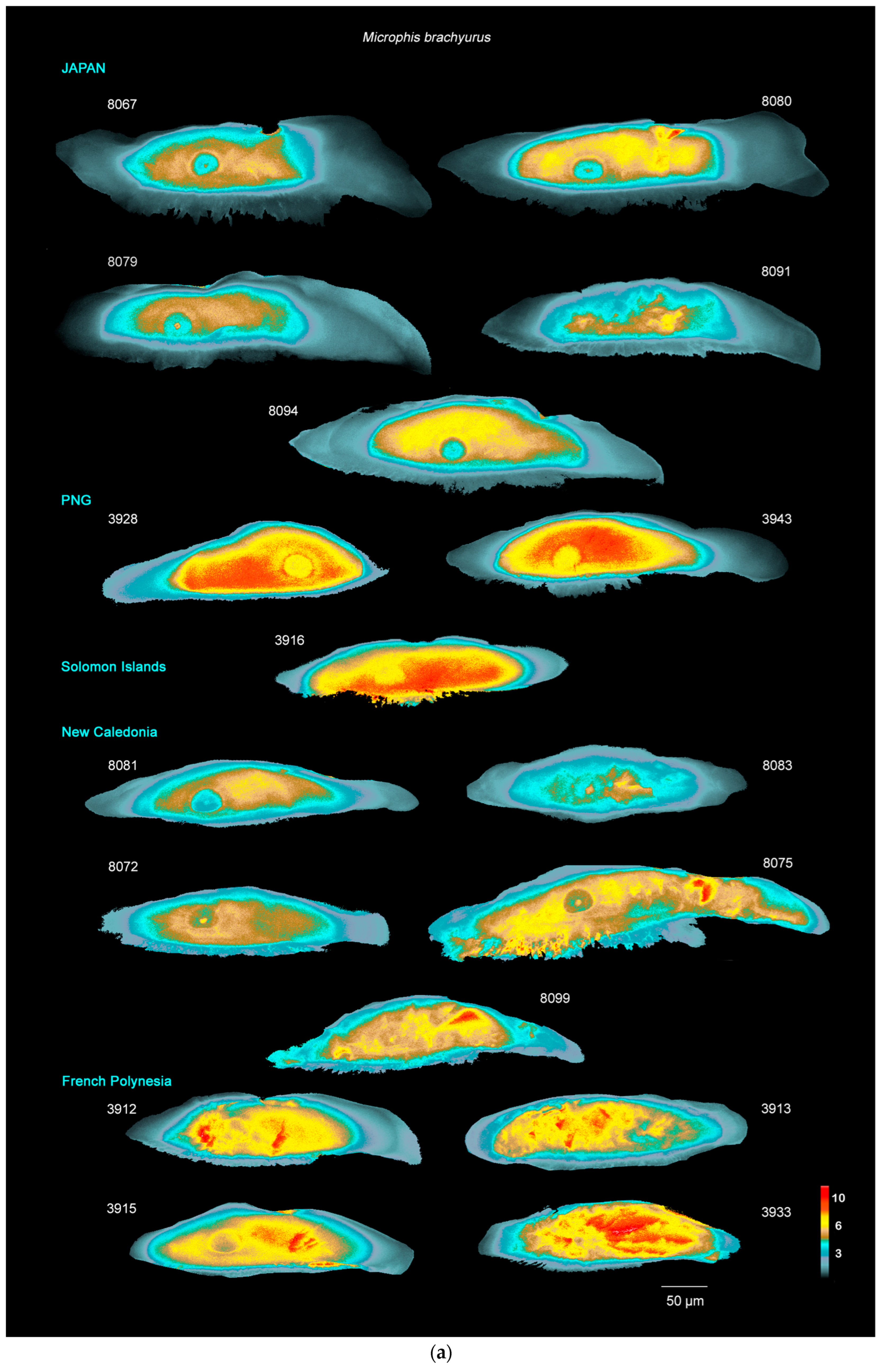 Biology 13 00446 g003a