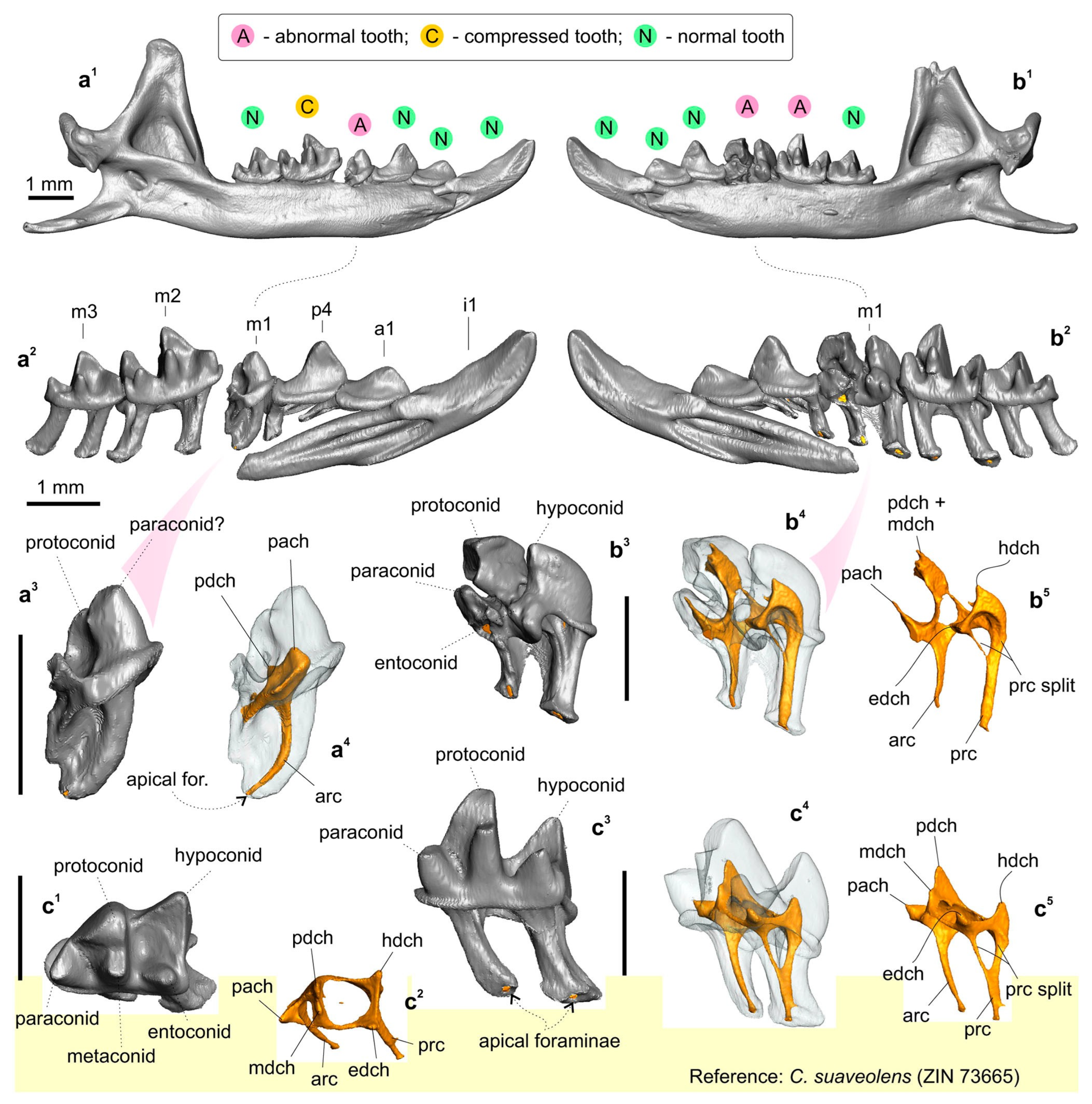 Biology 13 00448 g005 Biology 13 00448 g005