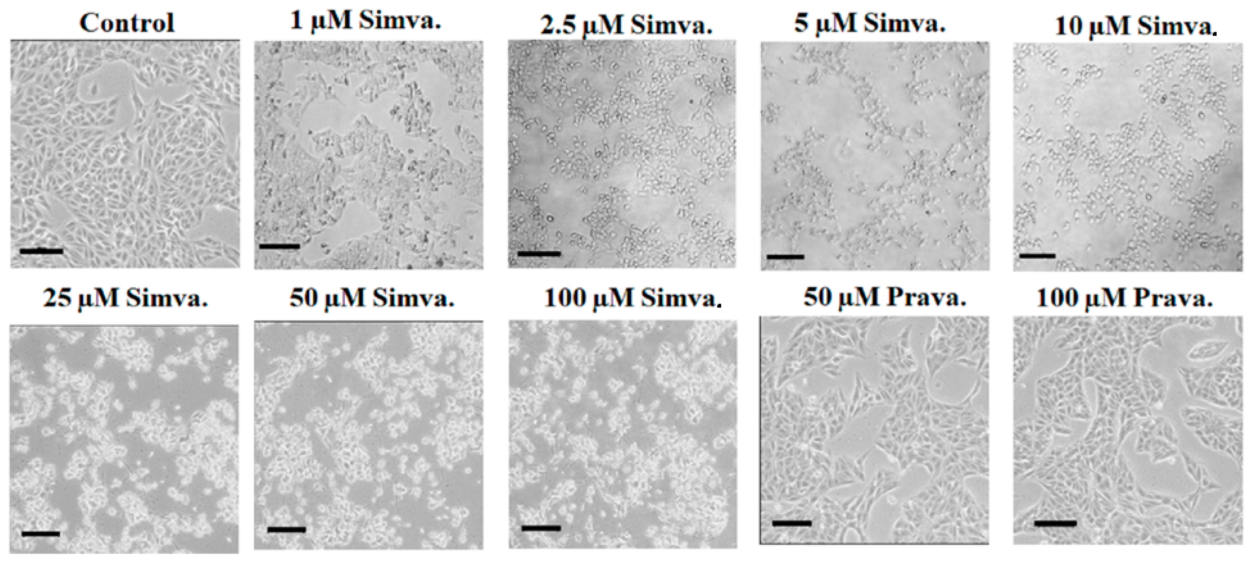 Biology 13 00455 g004 Biology 13 00455 g004