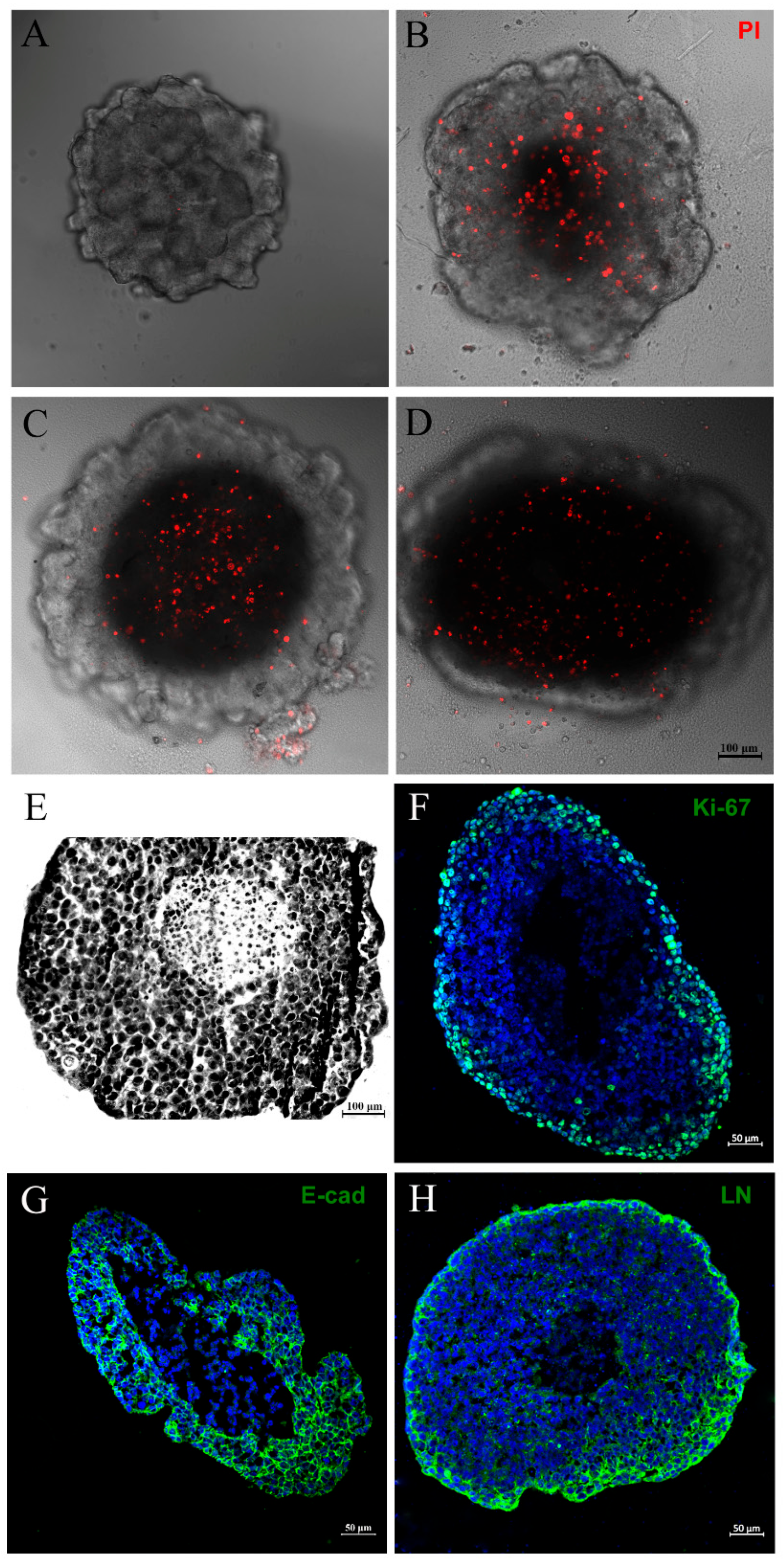 Biology 13 00463 g002 Biology 13 00463 g002