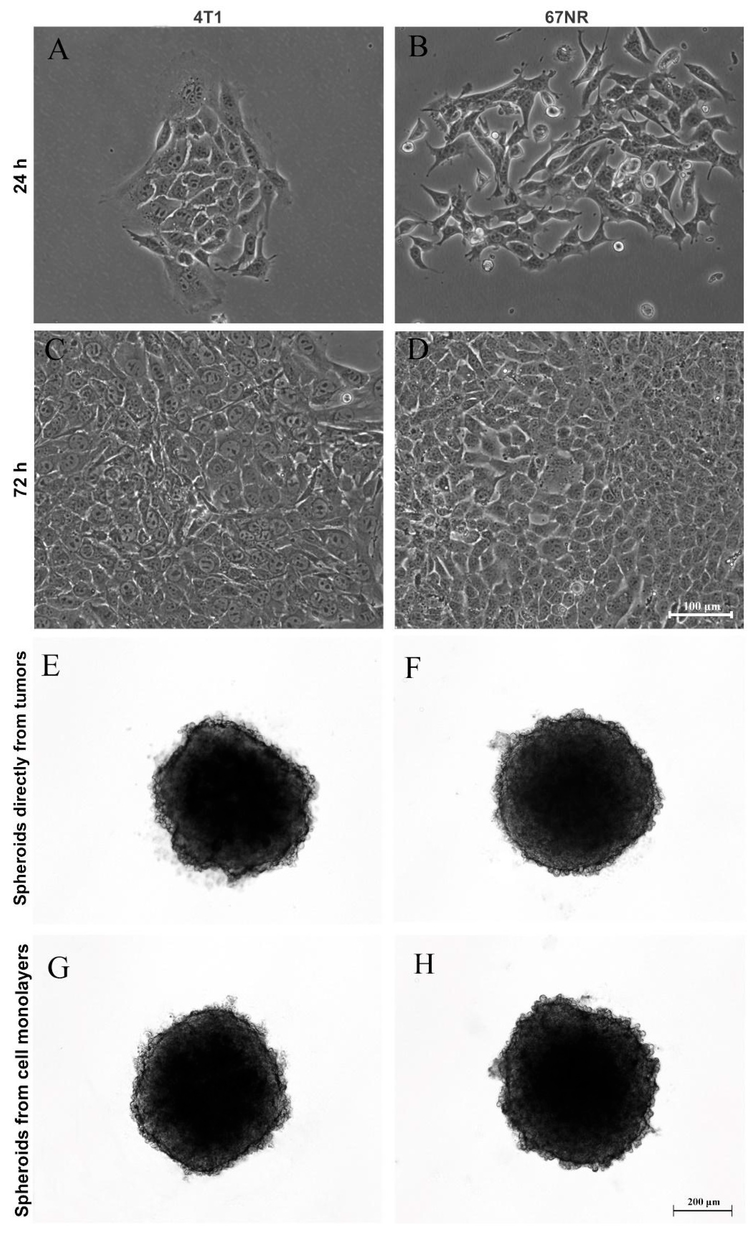 Biology 13 00463 g003 Biology 13 00463 g003