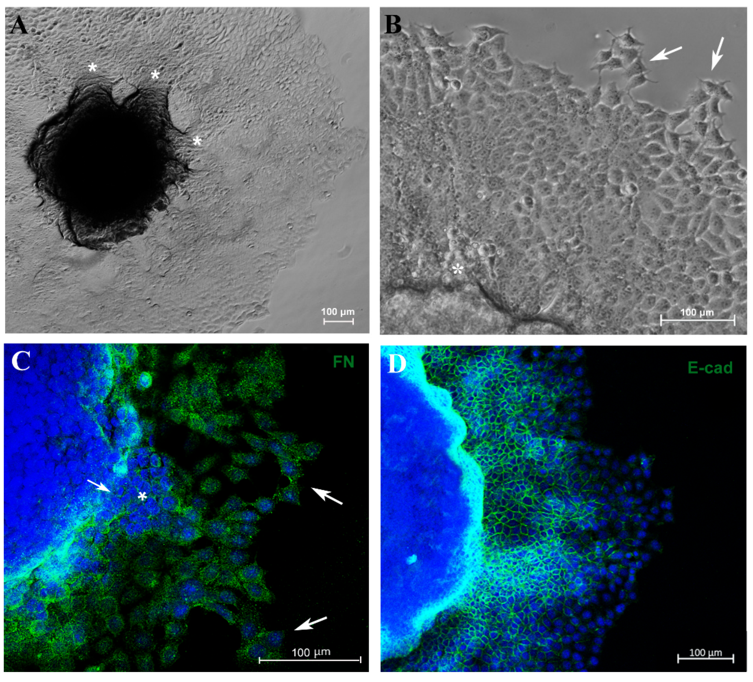 Biology 13 00463 g004a Biology 13 00463 g004a