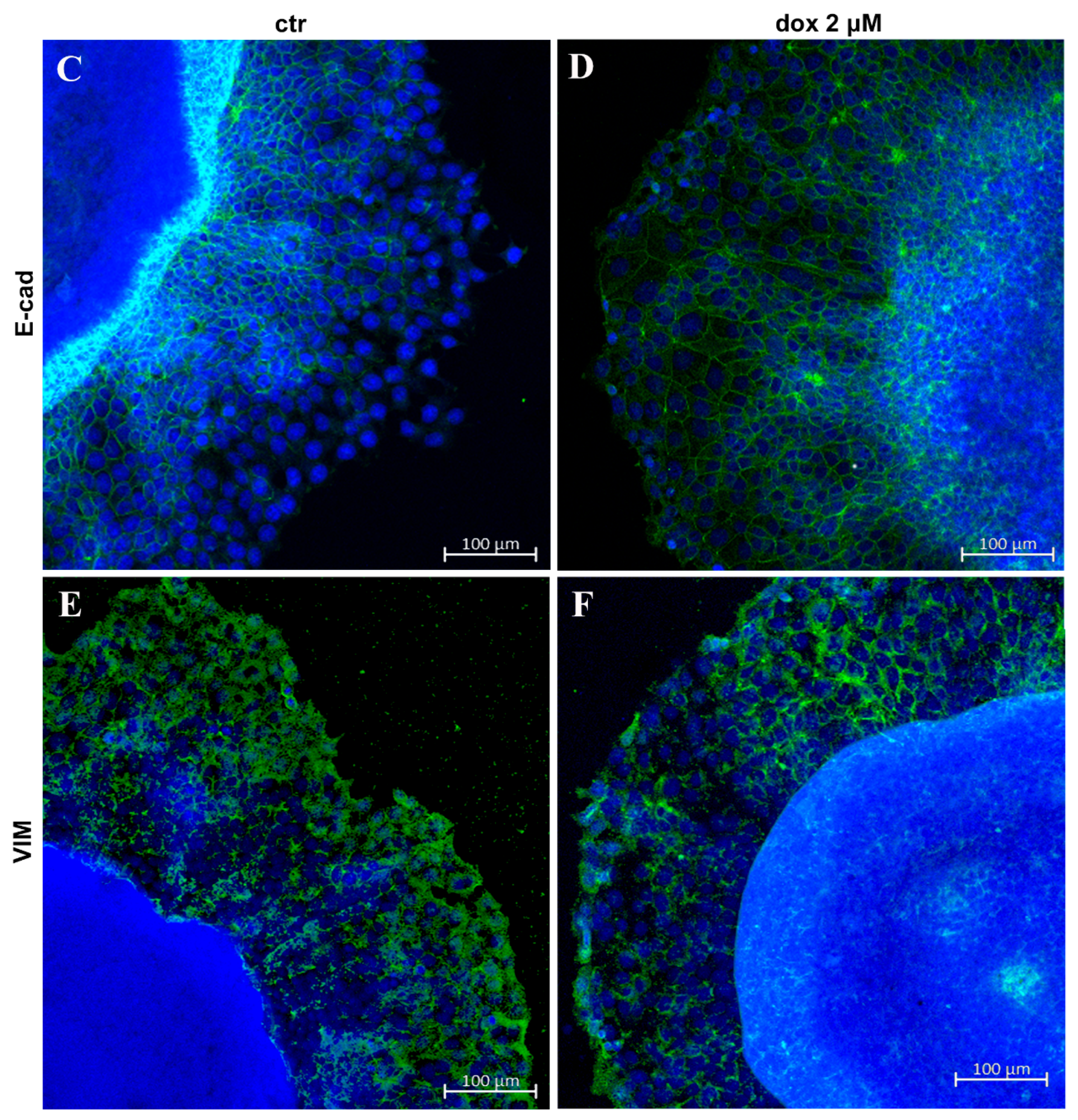 Biology 13 00463 g008b Biology 13 00463 g008b