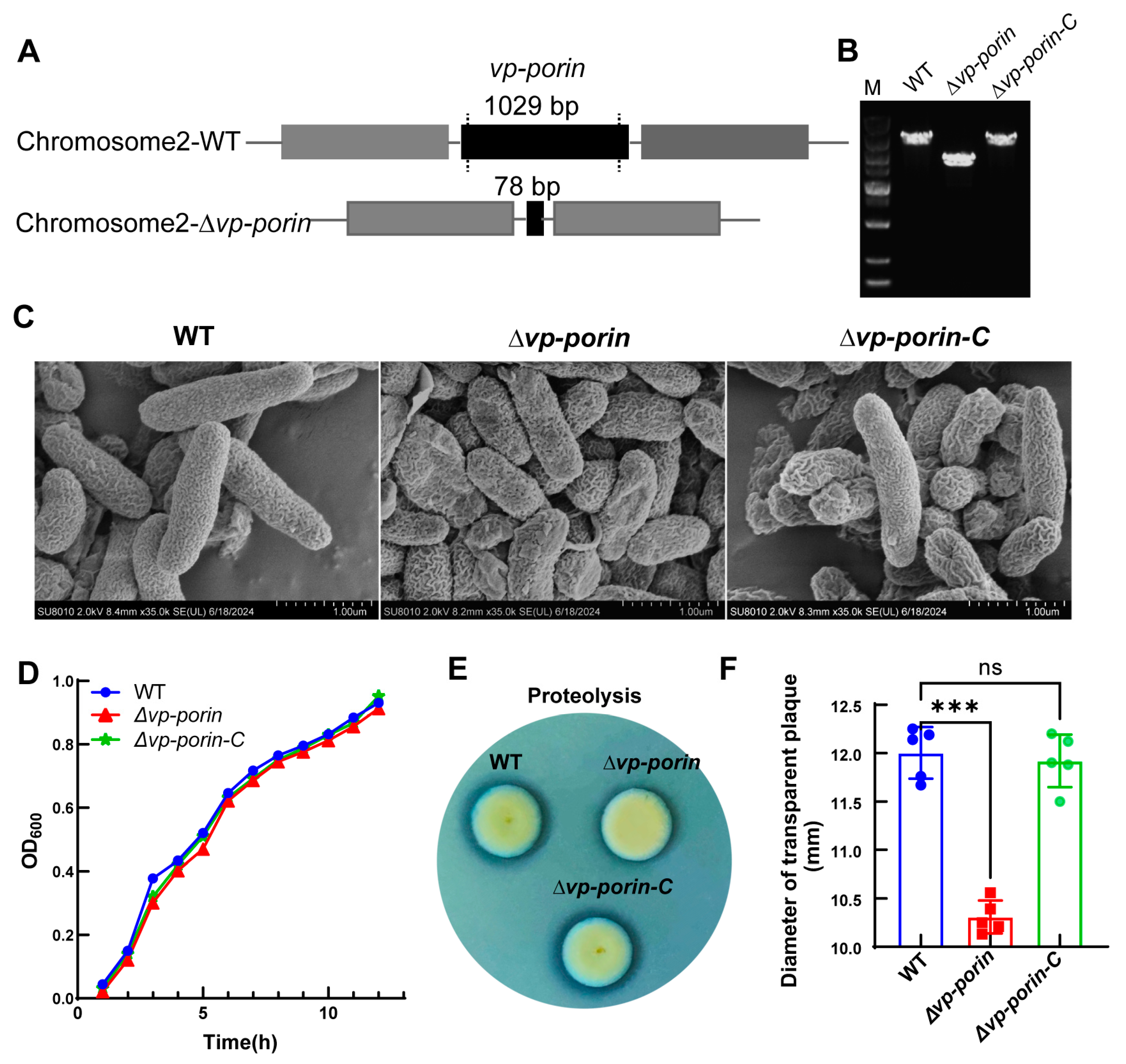 Biology 13 00485 g002