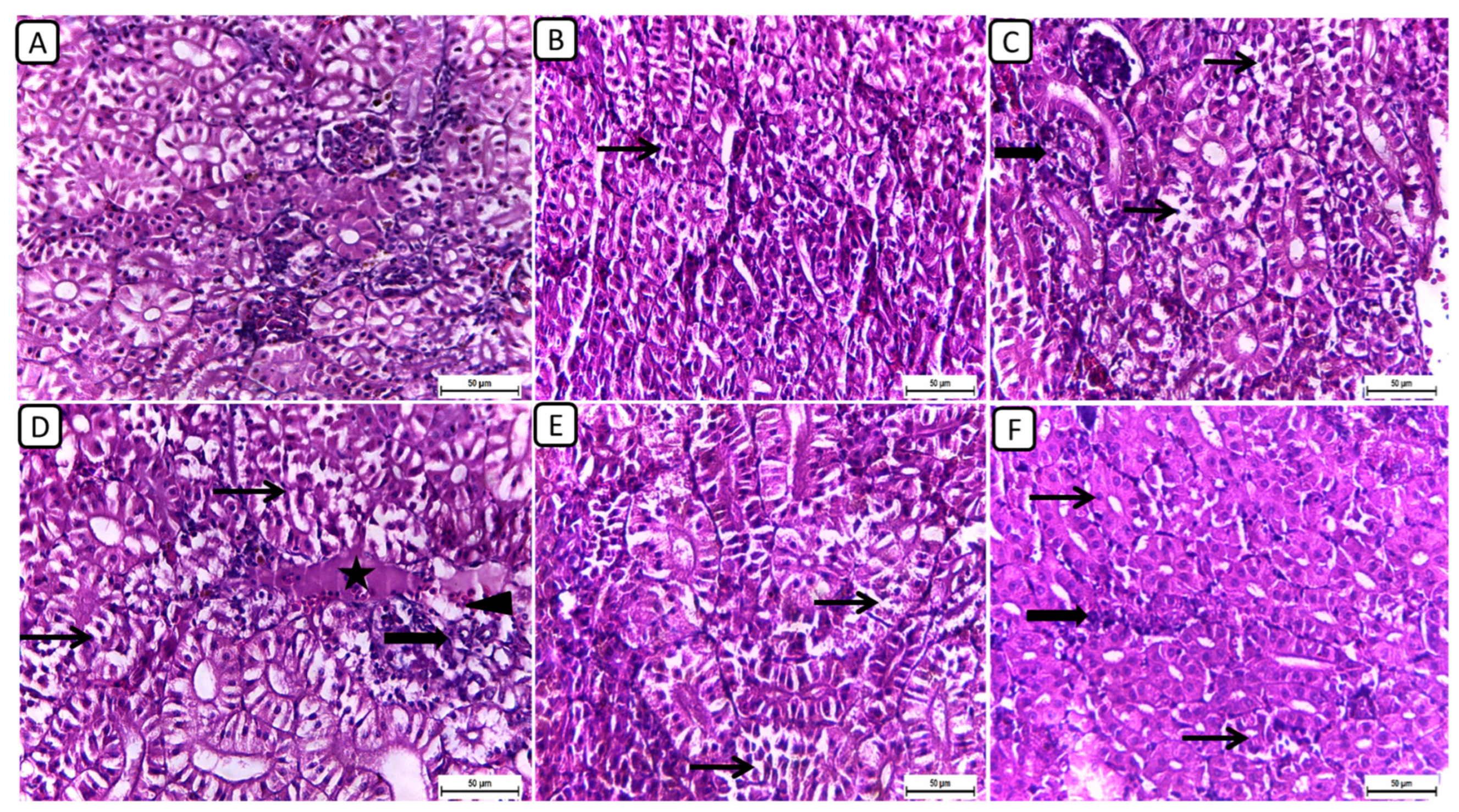 Biology 13 00486 g001