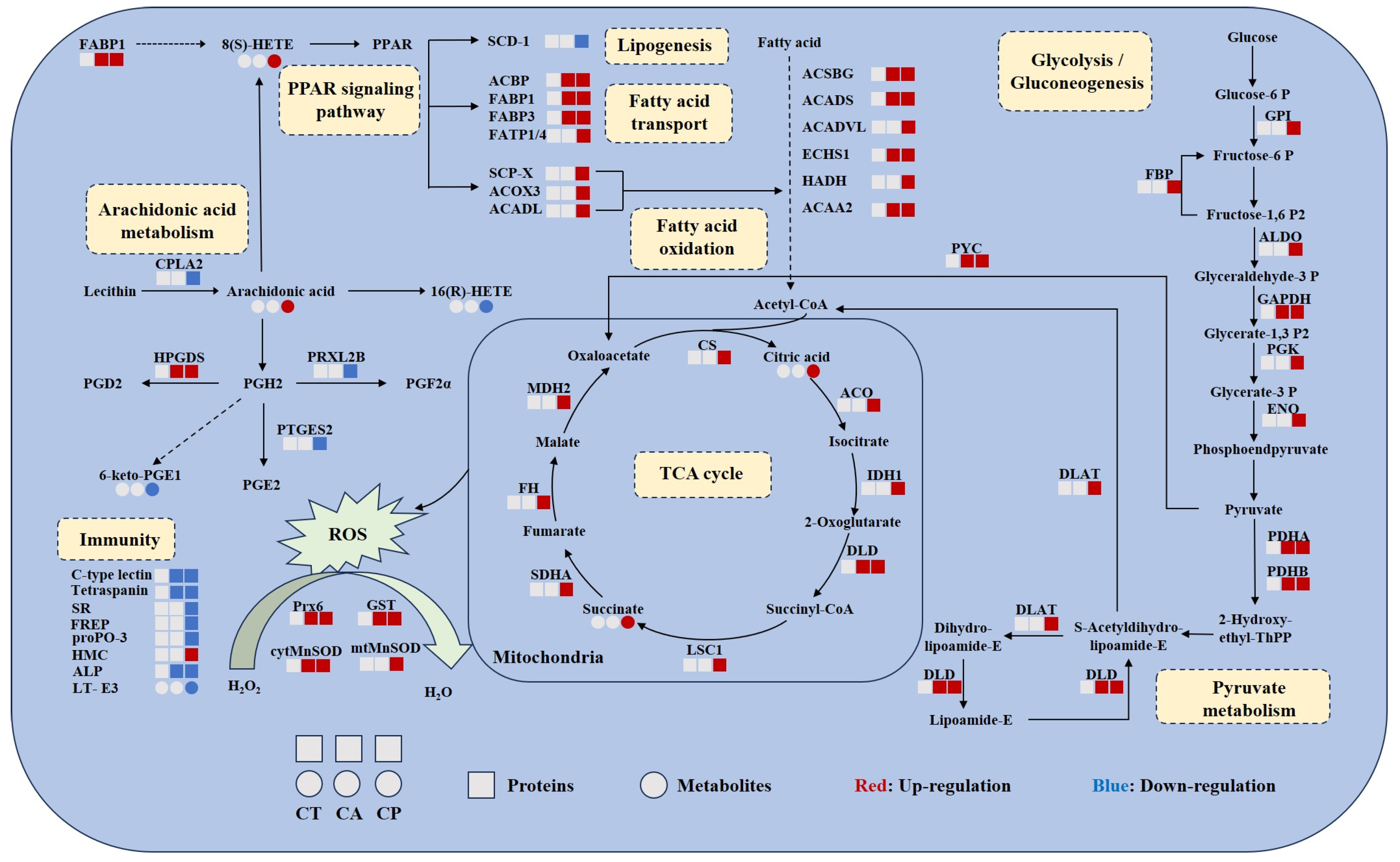 Physiological Adaptation of Fenneropenaeus chinensis in