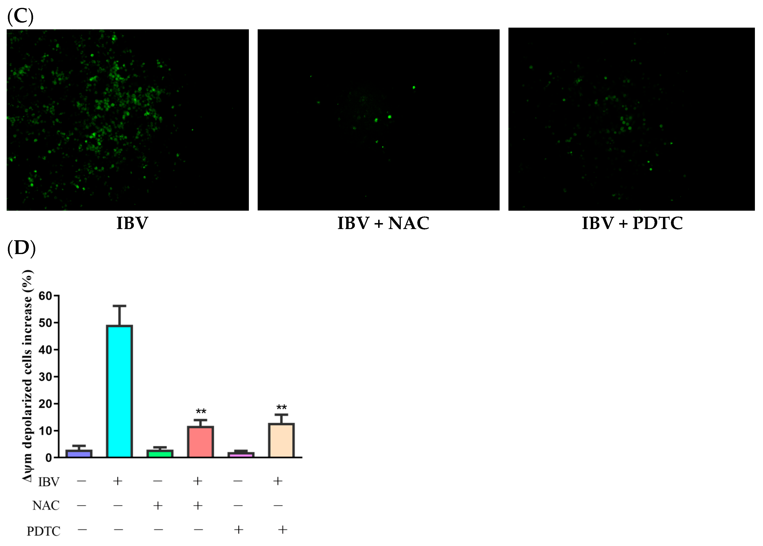 Biology 13 00491 g002b