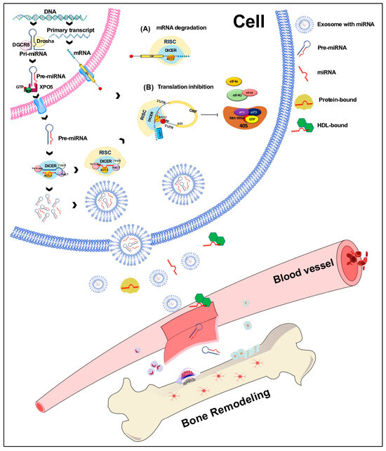 The Involvement of microRNAs in Bone Remodeling Signaling