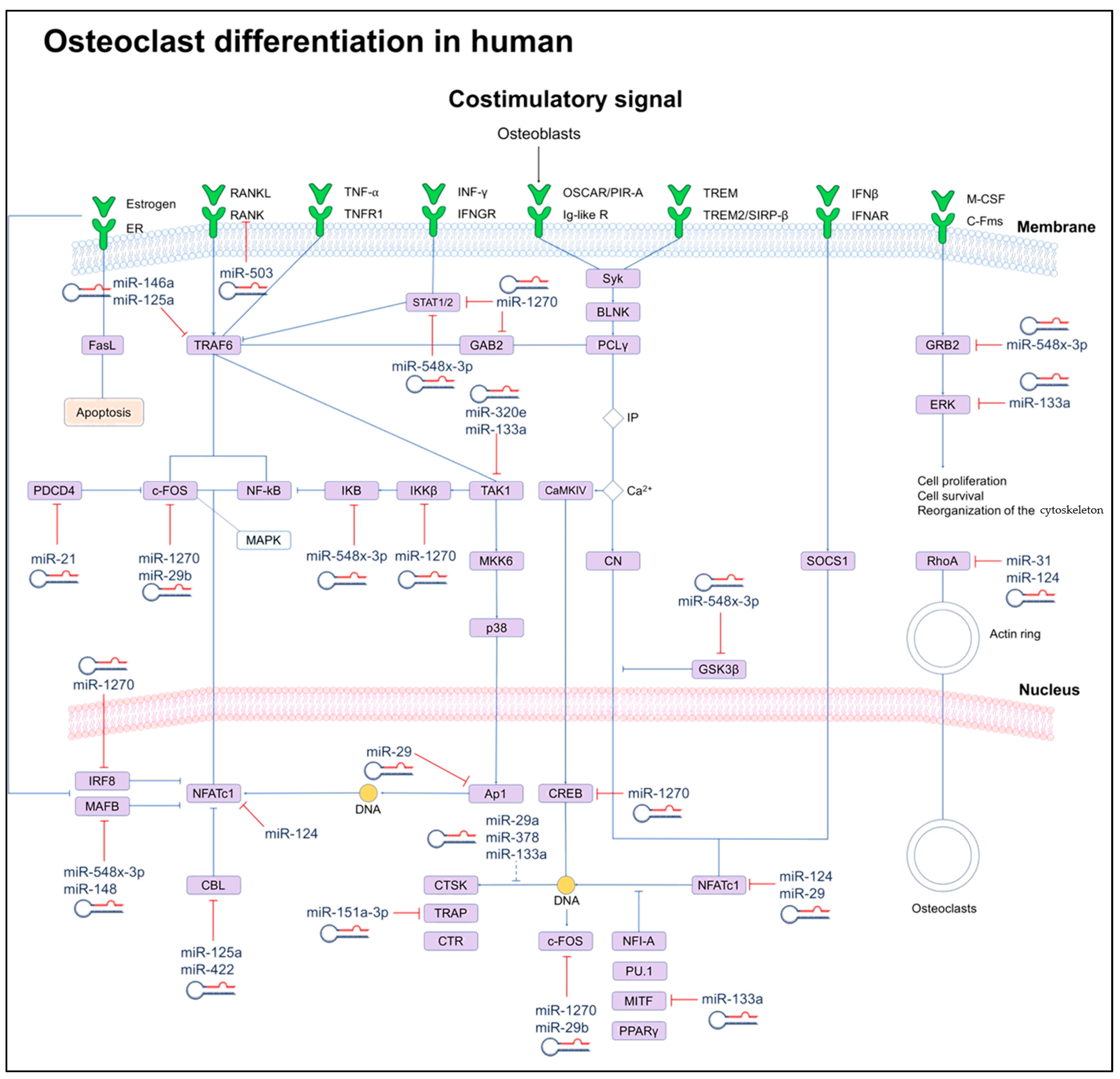 Biology 13 00505 g003