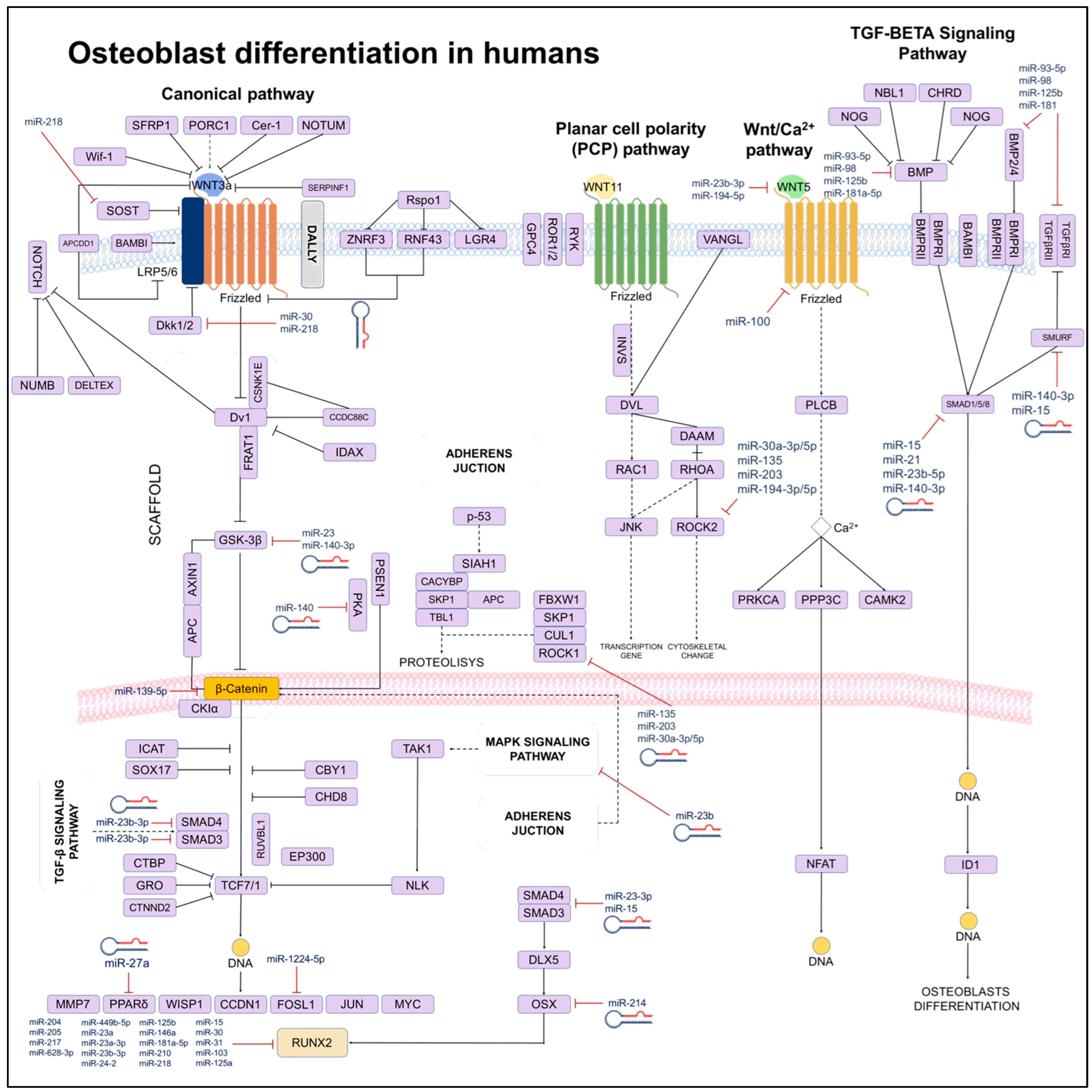 【おまけ付】 microRNAs of Involvement The in Signaling Remodeling Bone その他