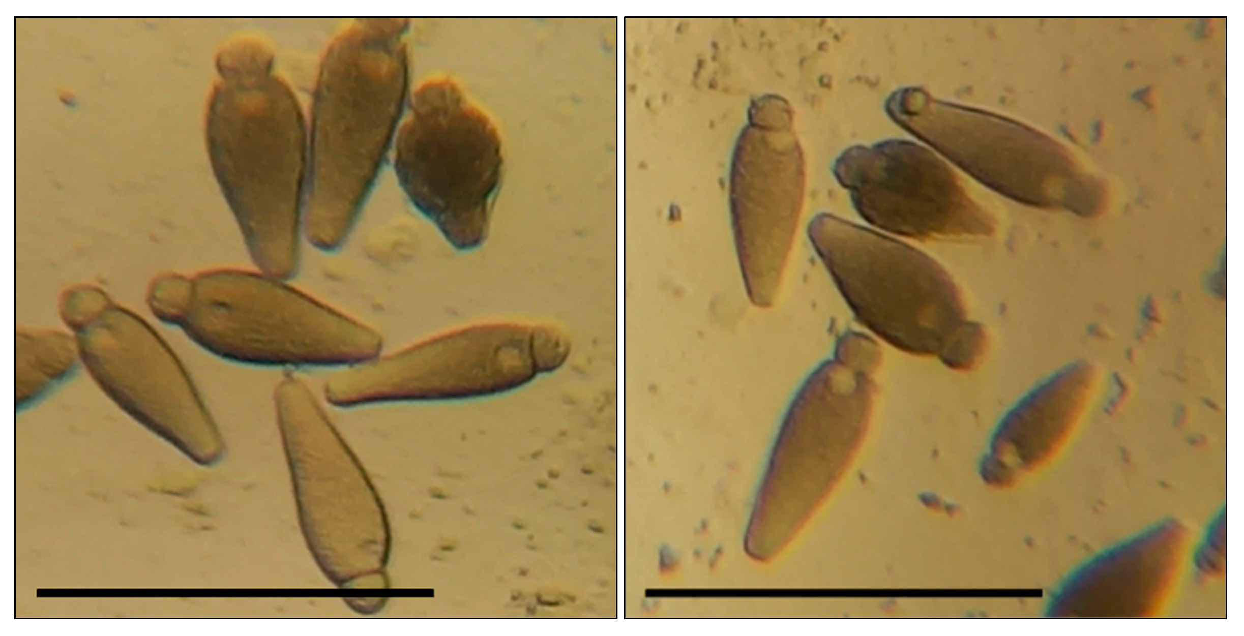 Biology 13 00513 g002