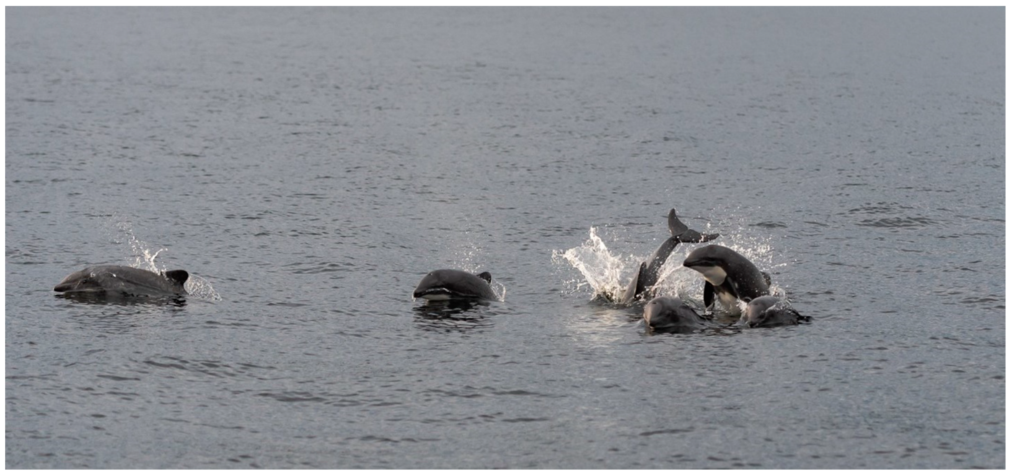 Biology 13 00514 g001