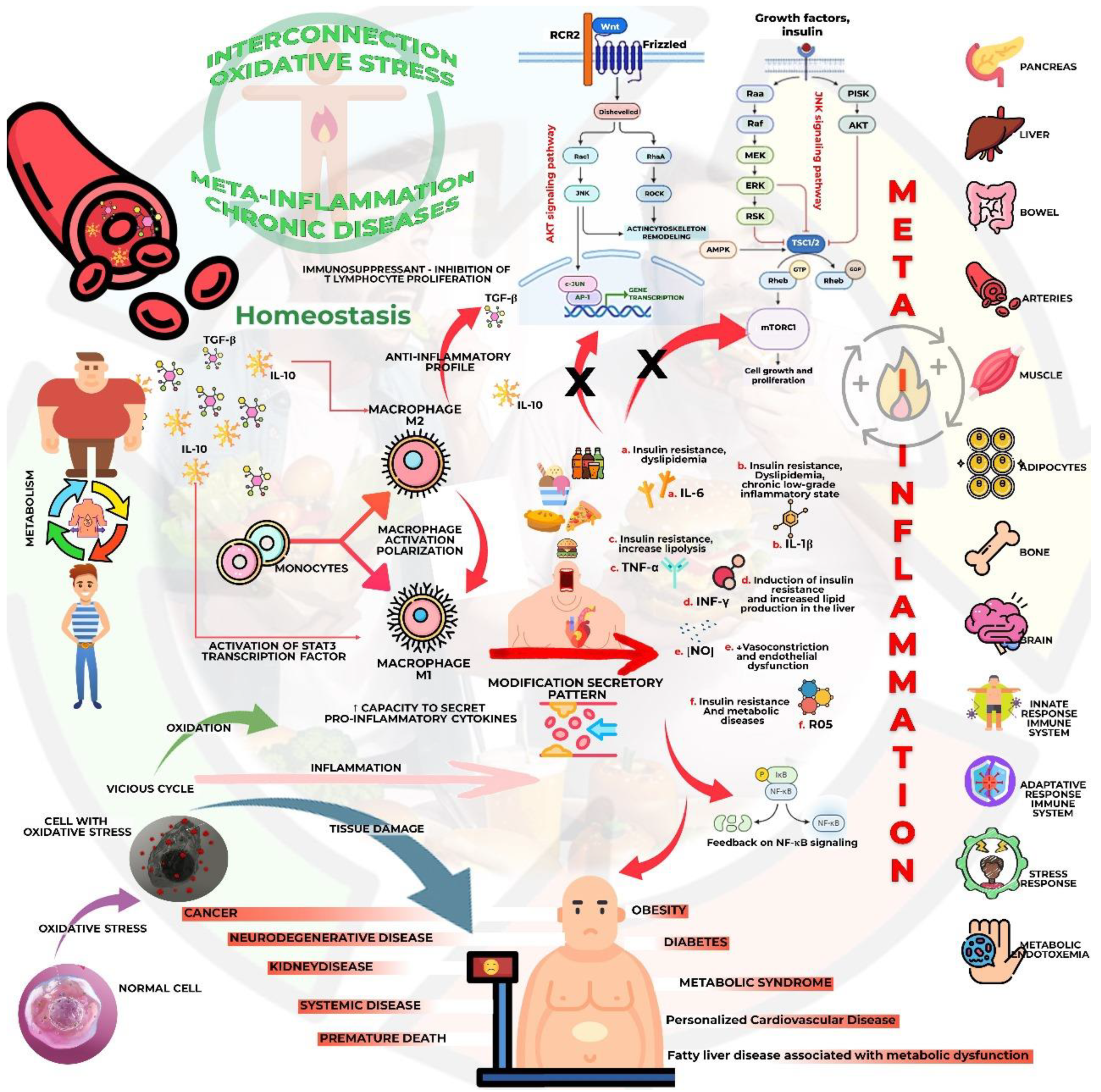 Biology 13 00519 g004