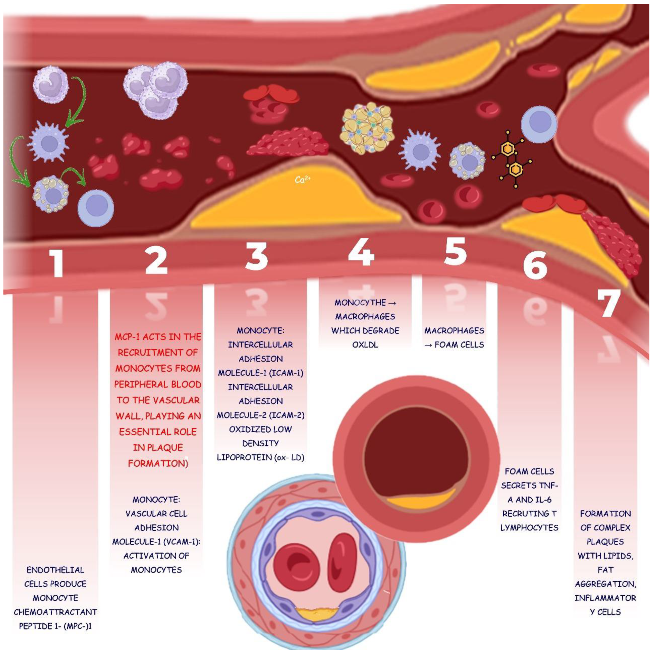 Biology 13 00519 g005